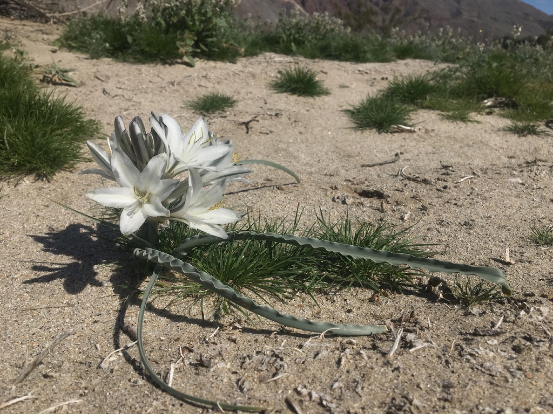 Desert Lily — photo 9