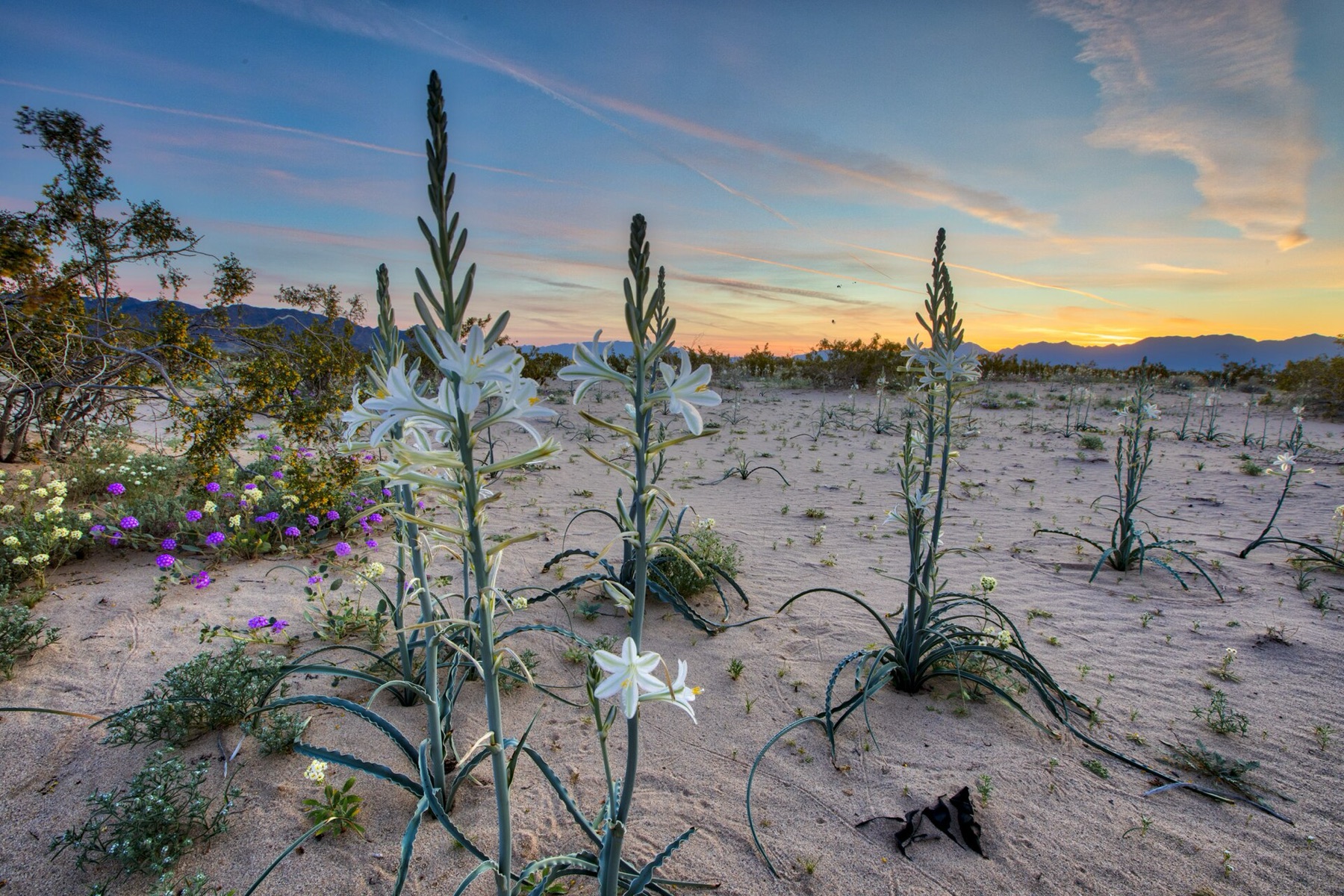 Desert Lily — photo 10