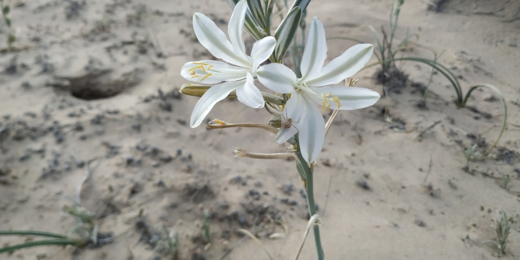 Desert Lily — photo 11