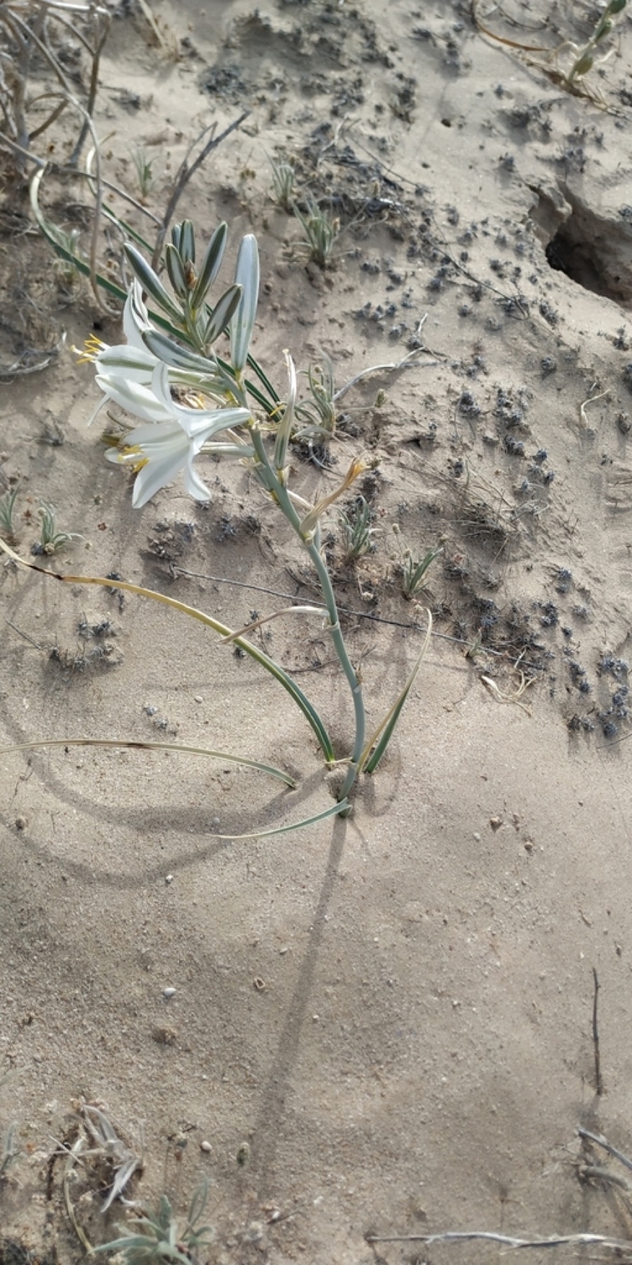 Desert Lily — photo 12