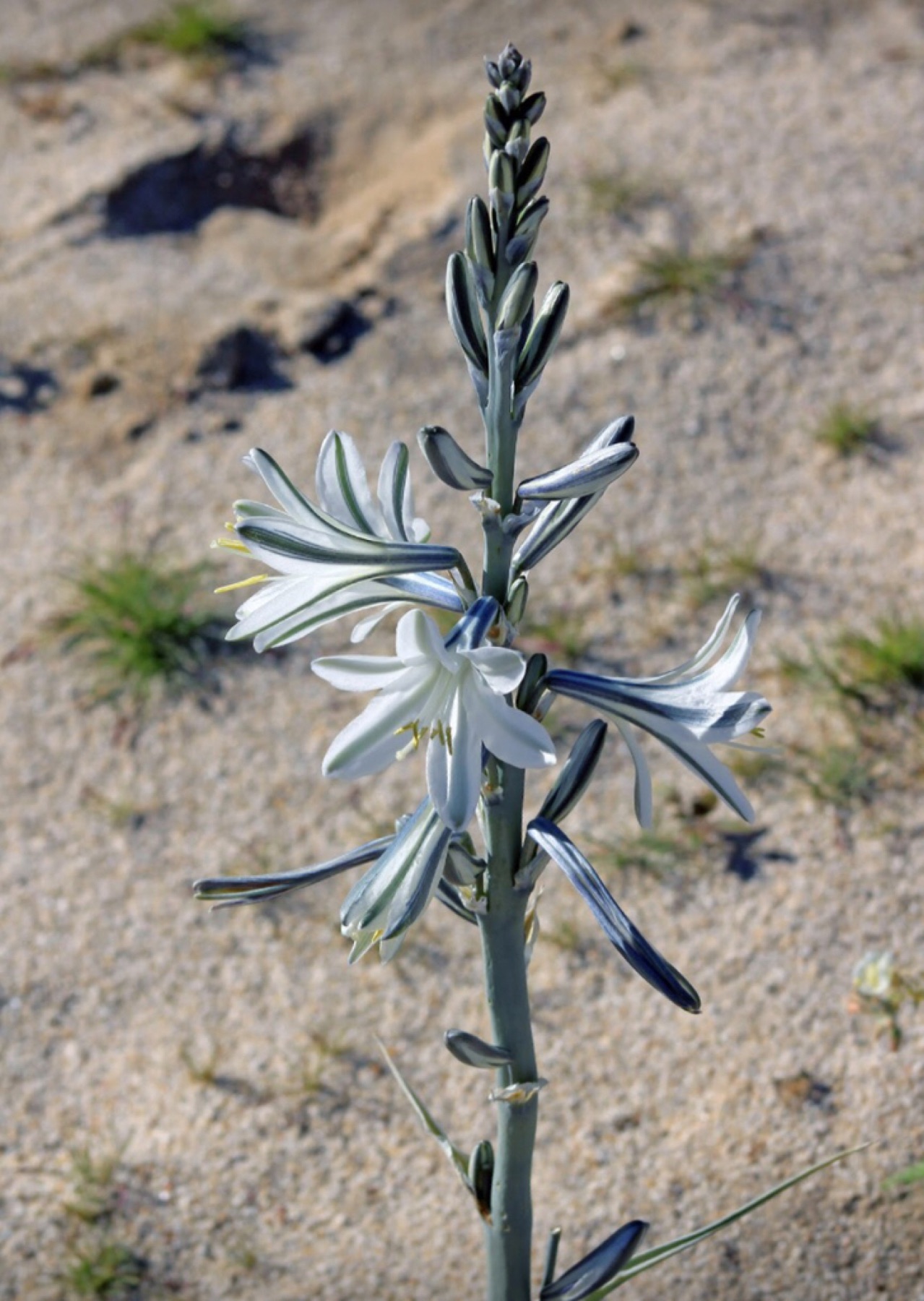 Desert Lily — photo 13