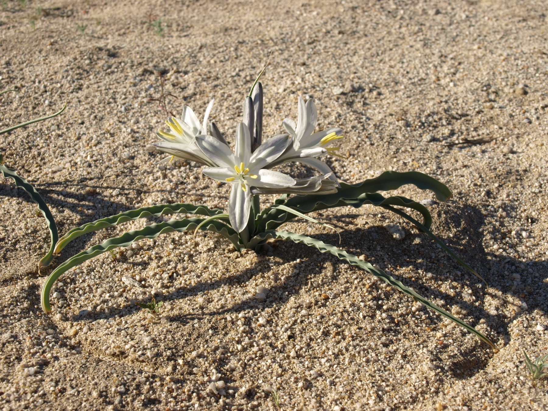 Desert Lily — photo 14