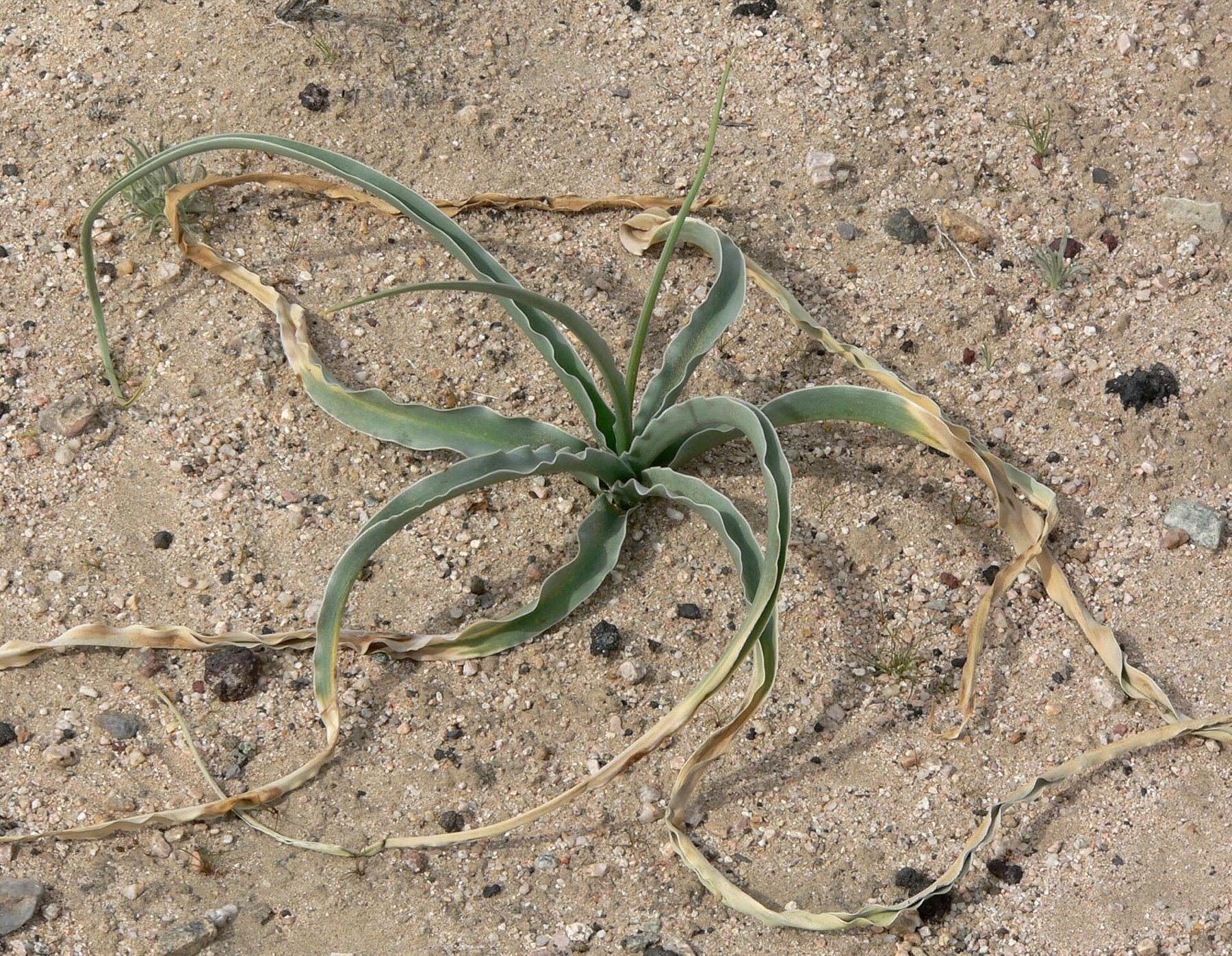 Desert Lily — photo 15