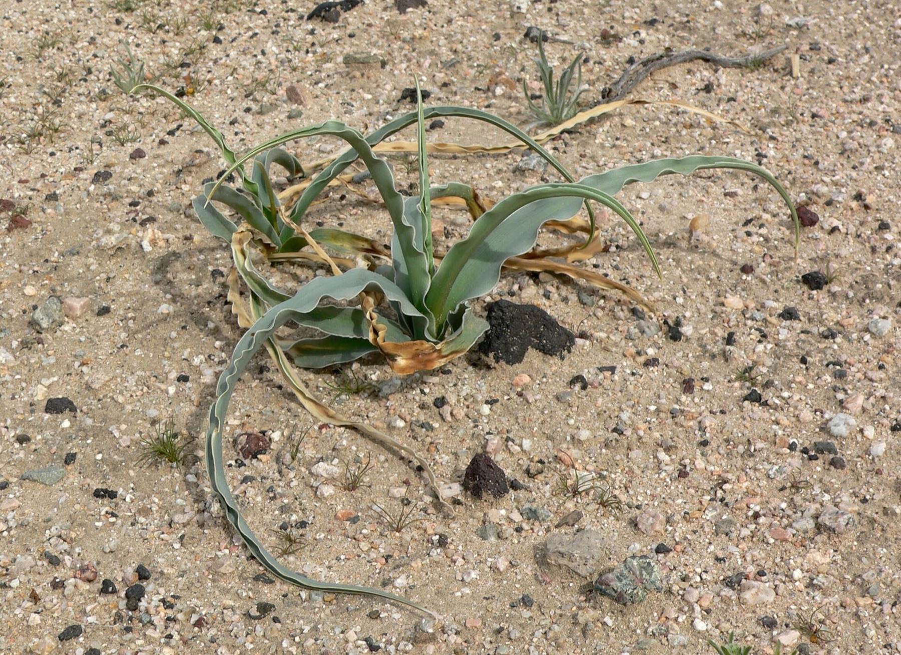 Desert Lily — photo 17