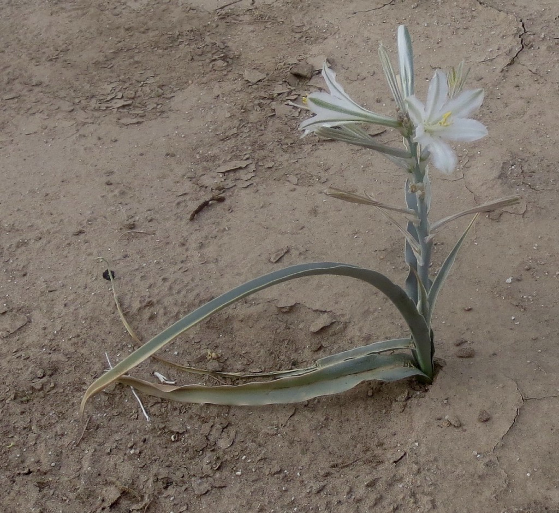 Desert Lily — photo 19