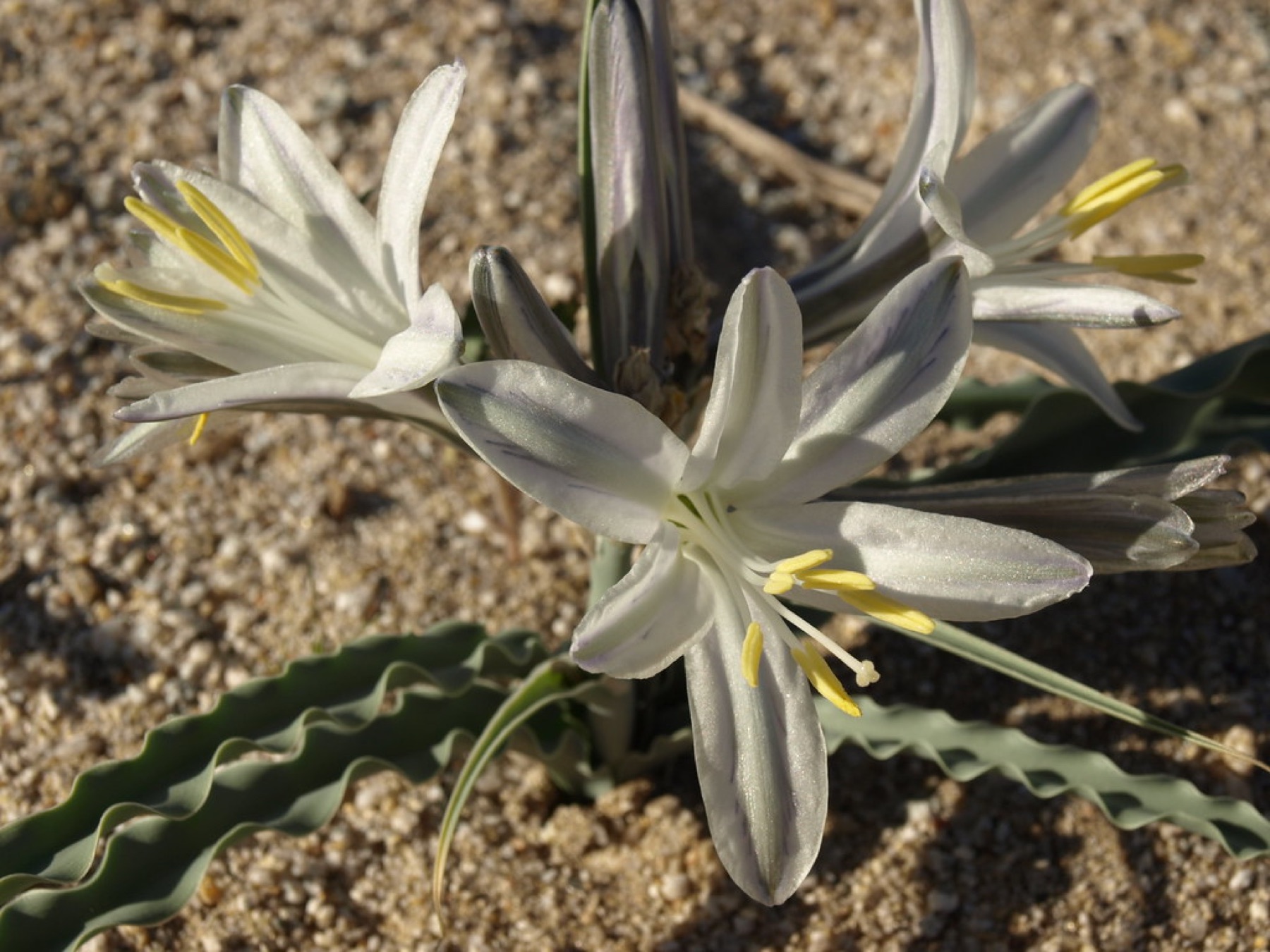 Desert Lily — photo 20