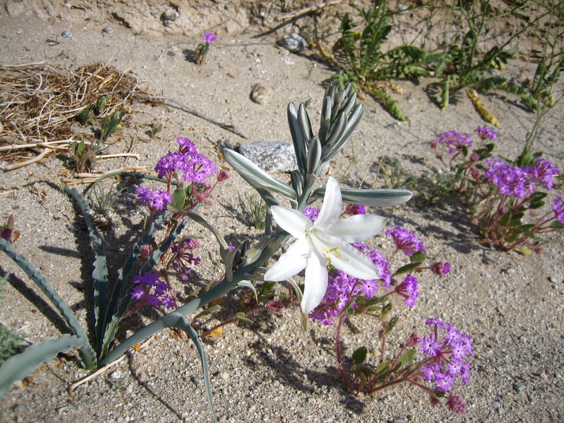 Desert Lily — photo 22