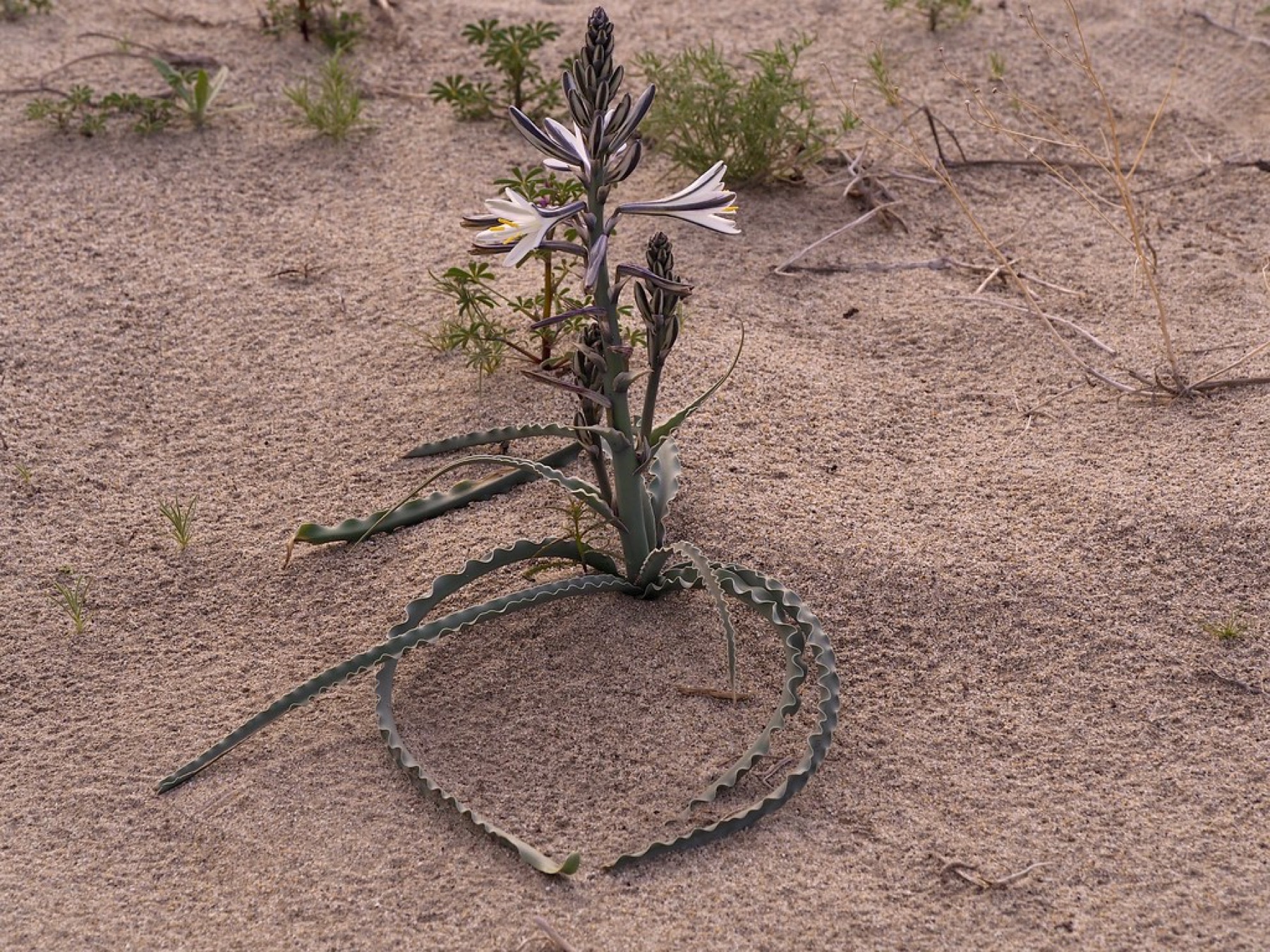 Desert Lily — photo 23