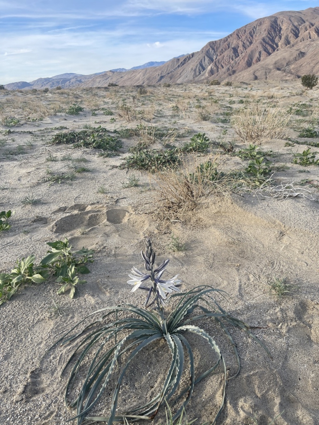 Desert Lily — photo 1