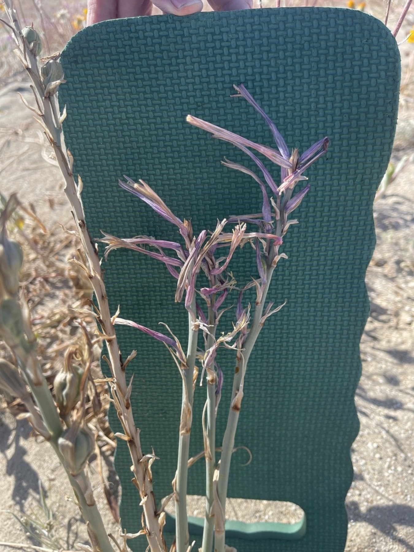 Desert Lily — photo 2