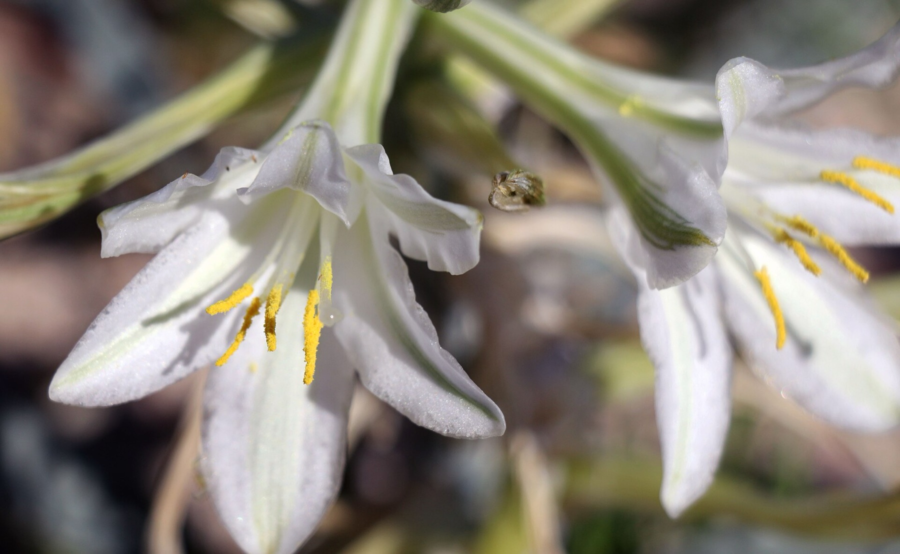 Desert Lily — photo 3