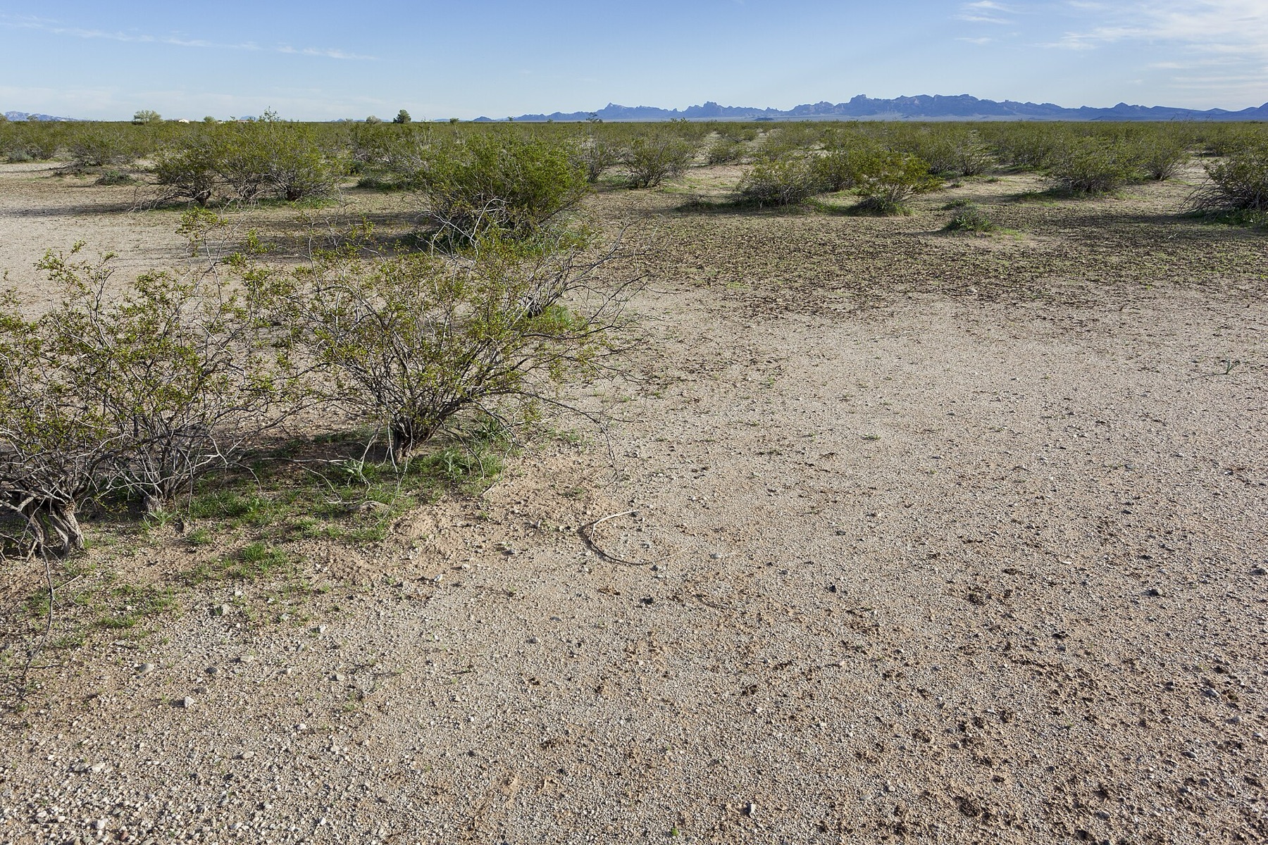 Desert Lily — photo 4