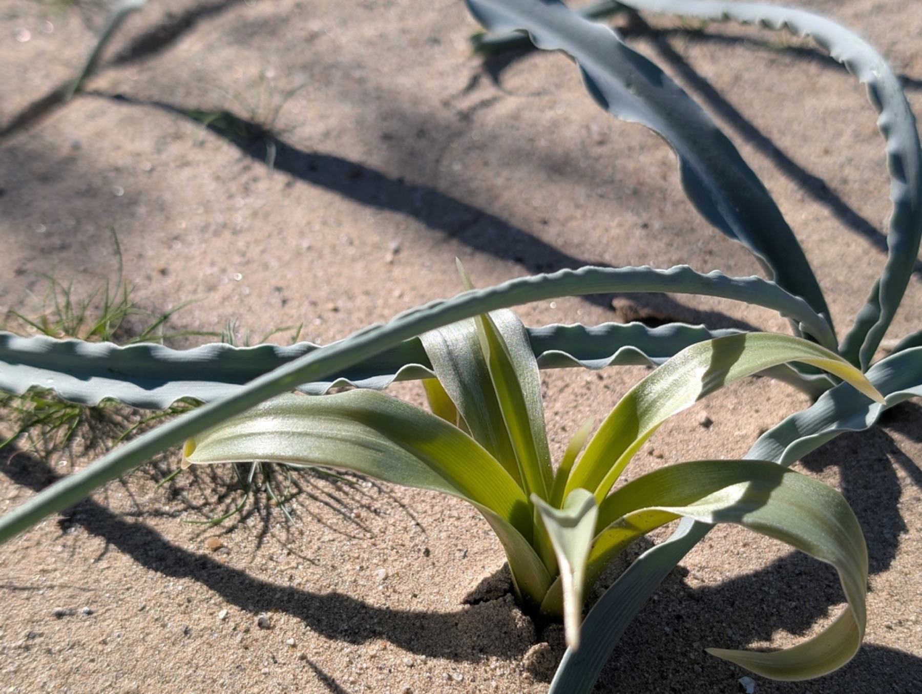Desert Lily — photo 5