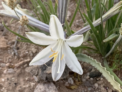 Desert Lily — photo 24