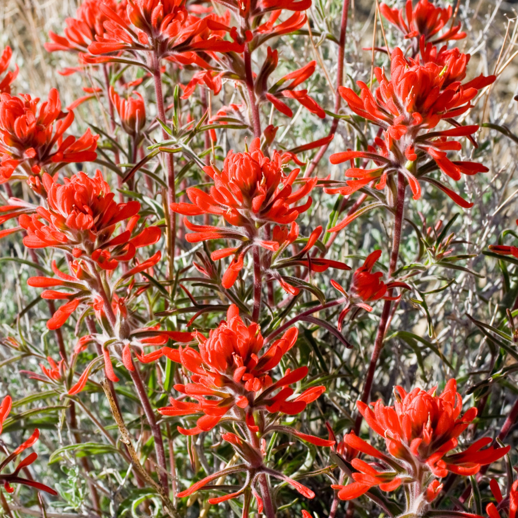 Desert Paintbrush — photo 6