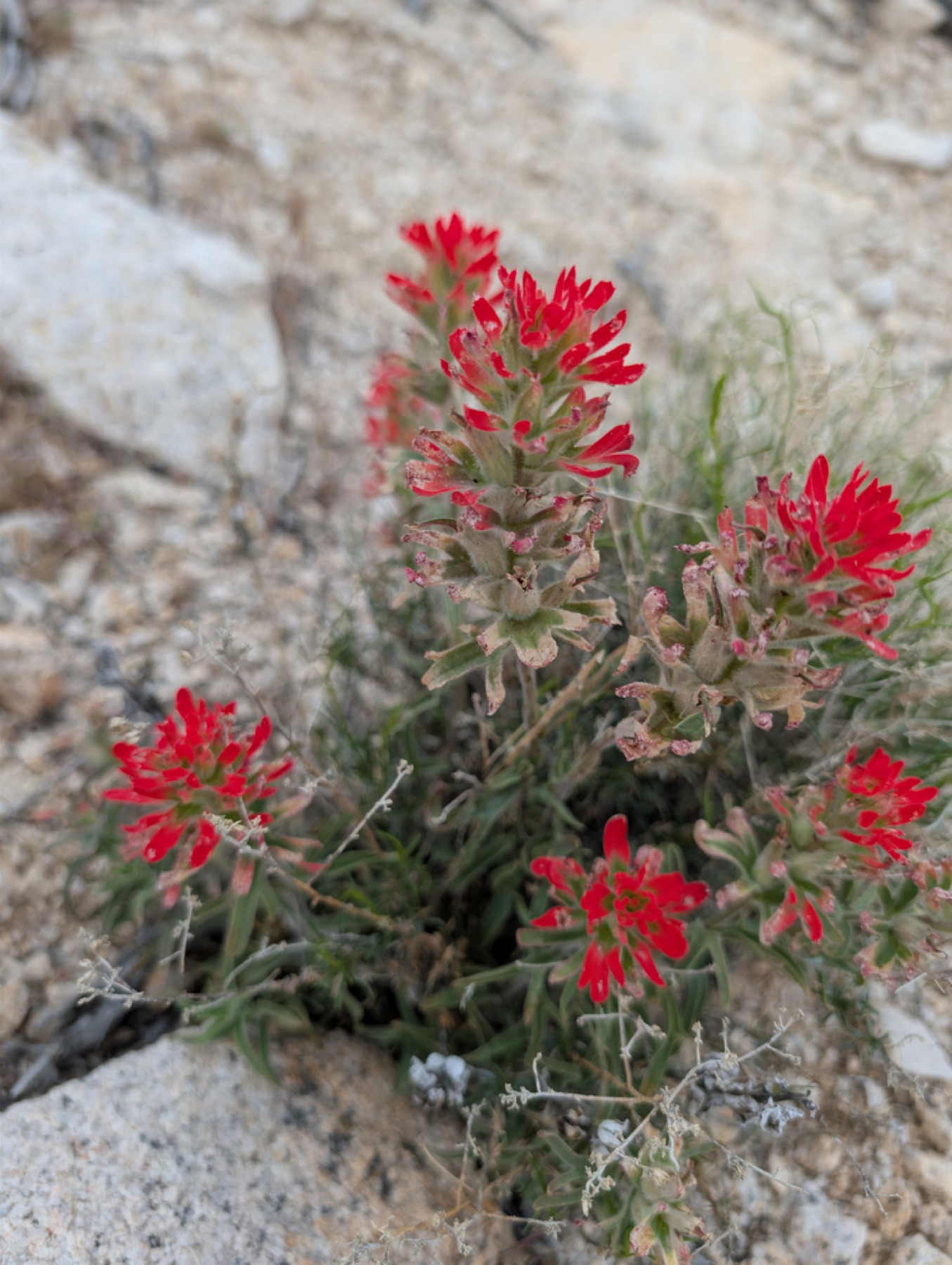 Desert Paintbrush — photo 7