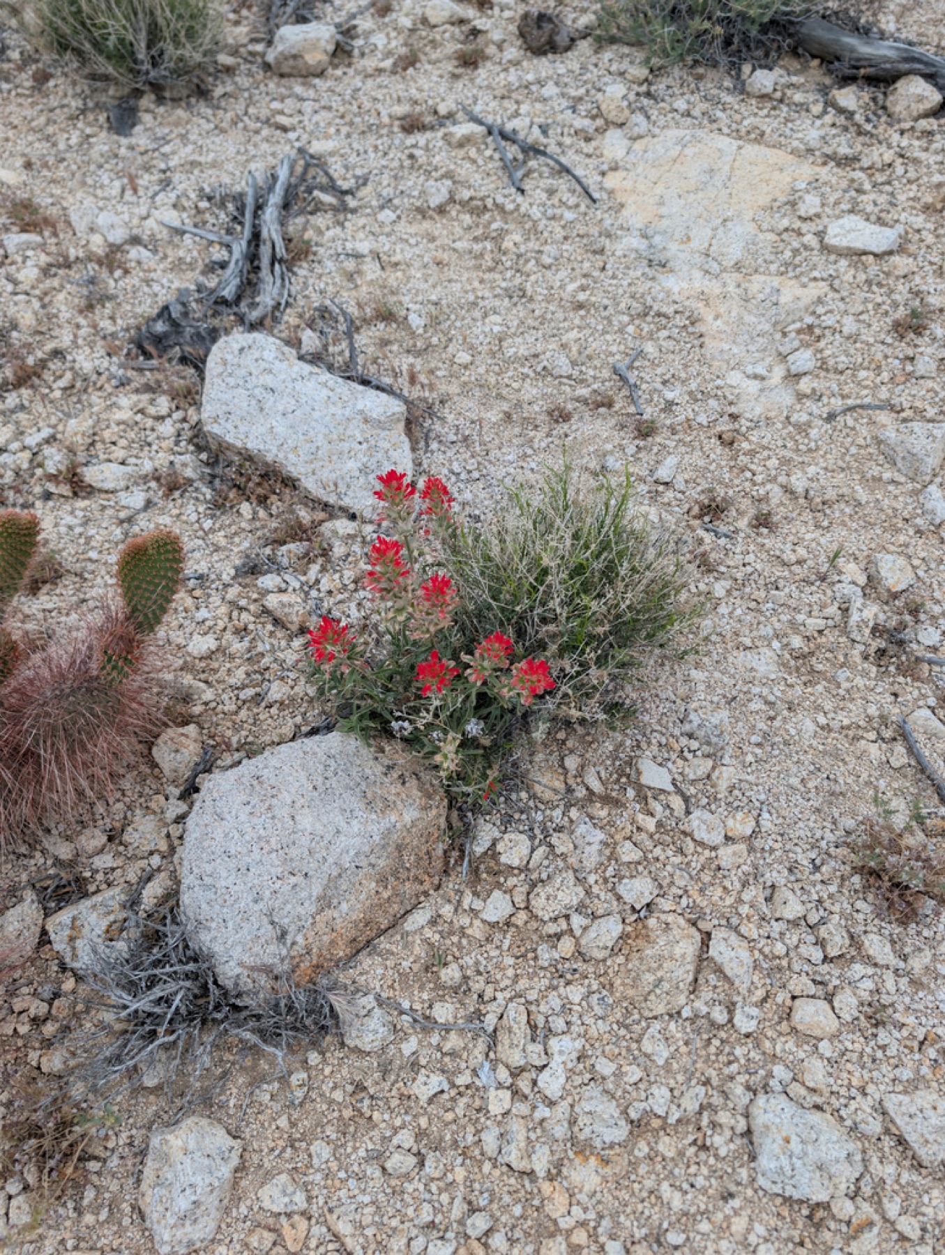 Desert Paintbrush — photo 8