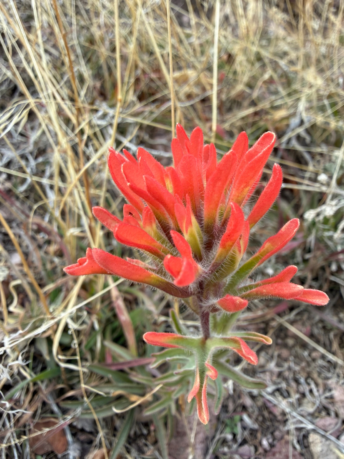Desert Paintbrush — photo 9