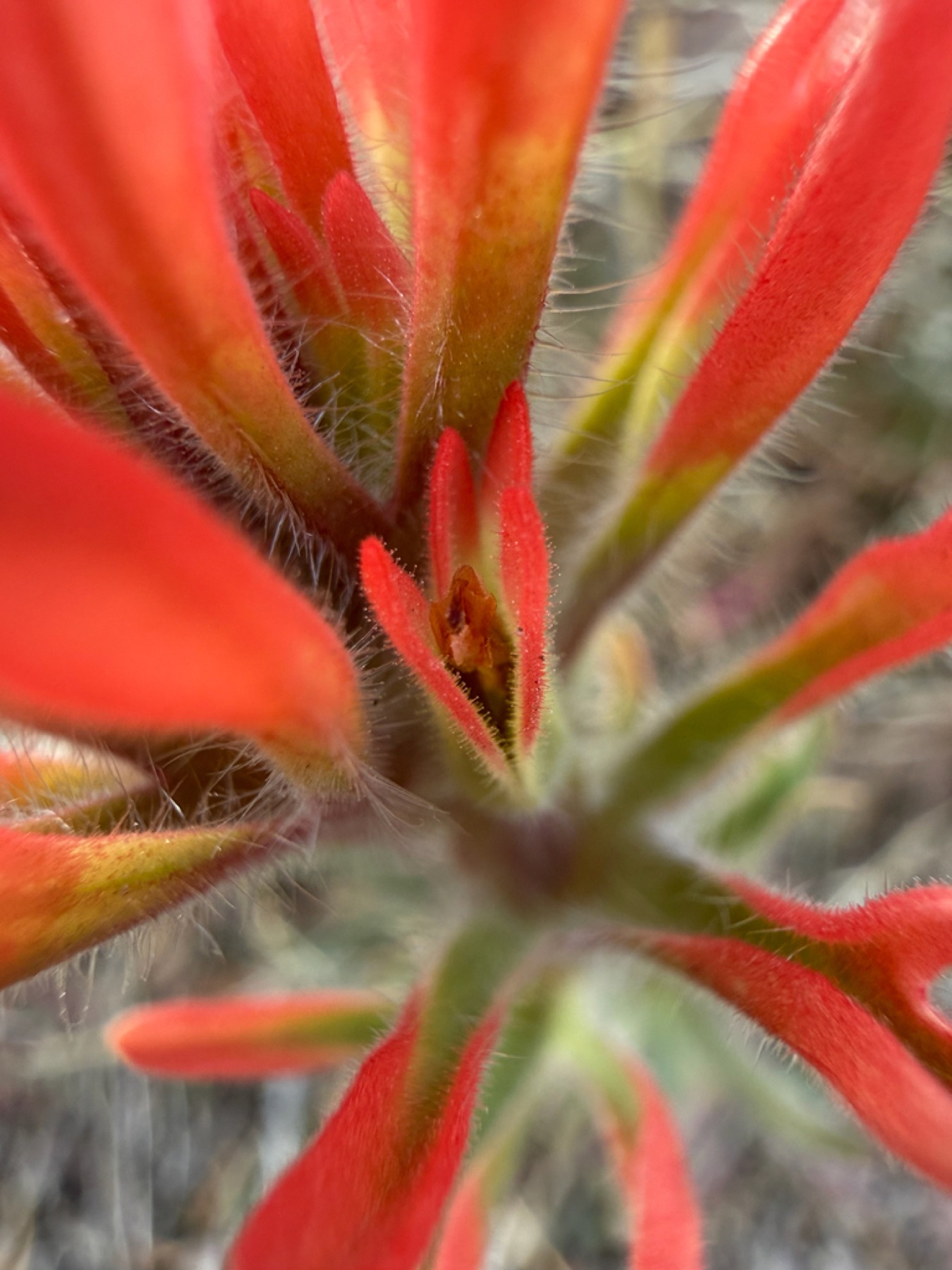 Desert Paintbrush — photo 10