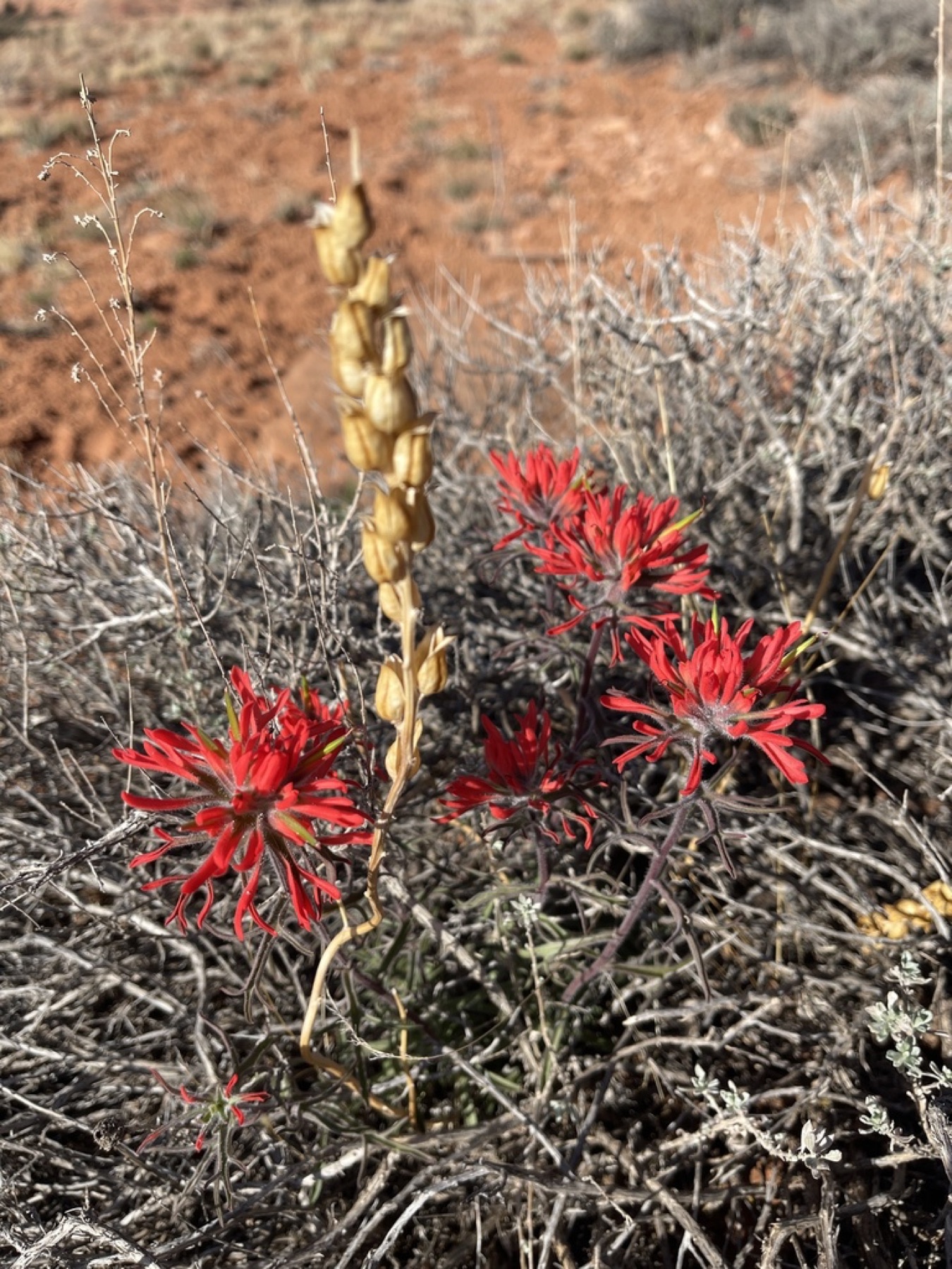 Desert Paintbrush — photo 11