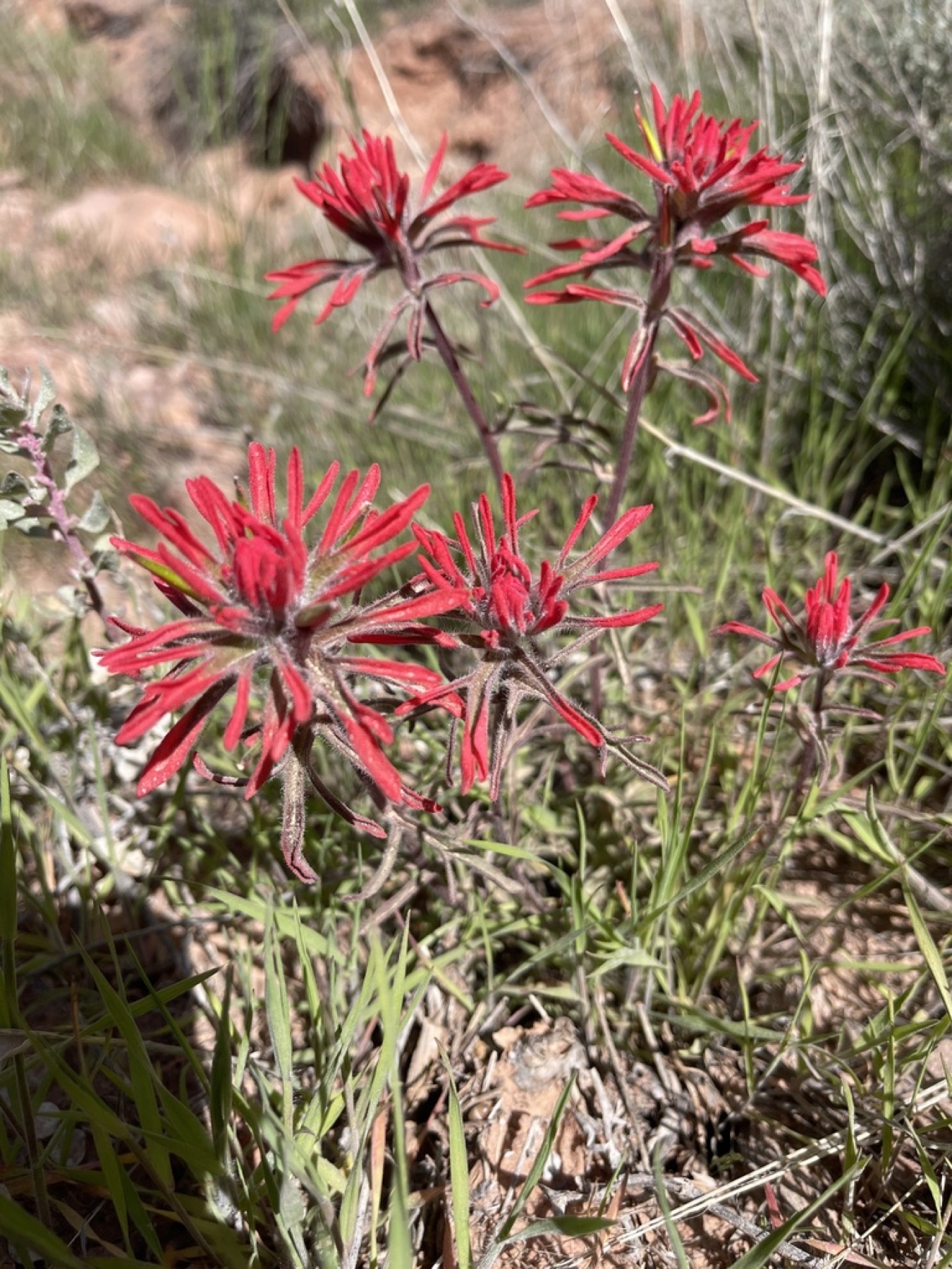 Desert Paintbrush — photo 12