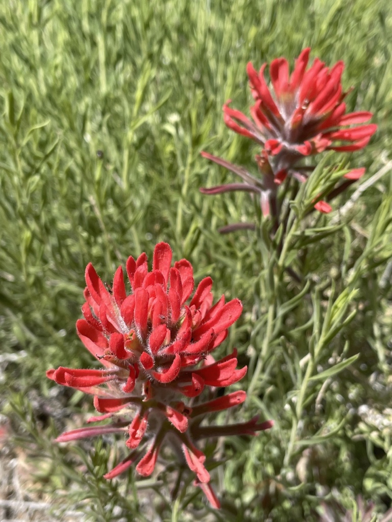 Desert Paintbrush — photo 13