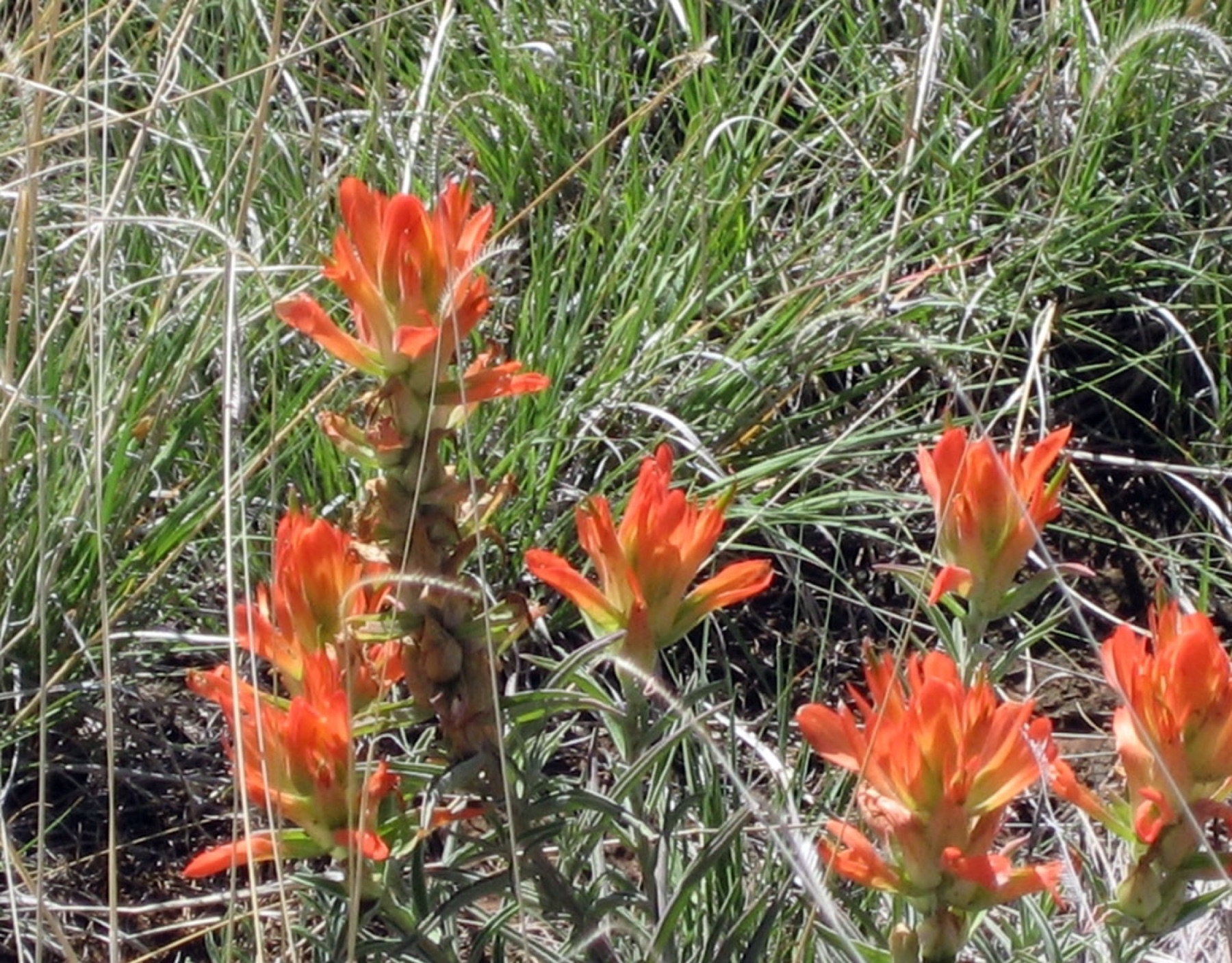 Desert Paintbrush — photo 14