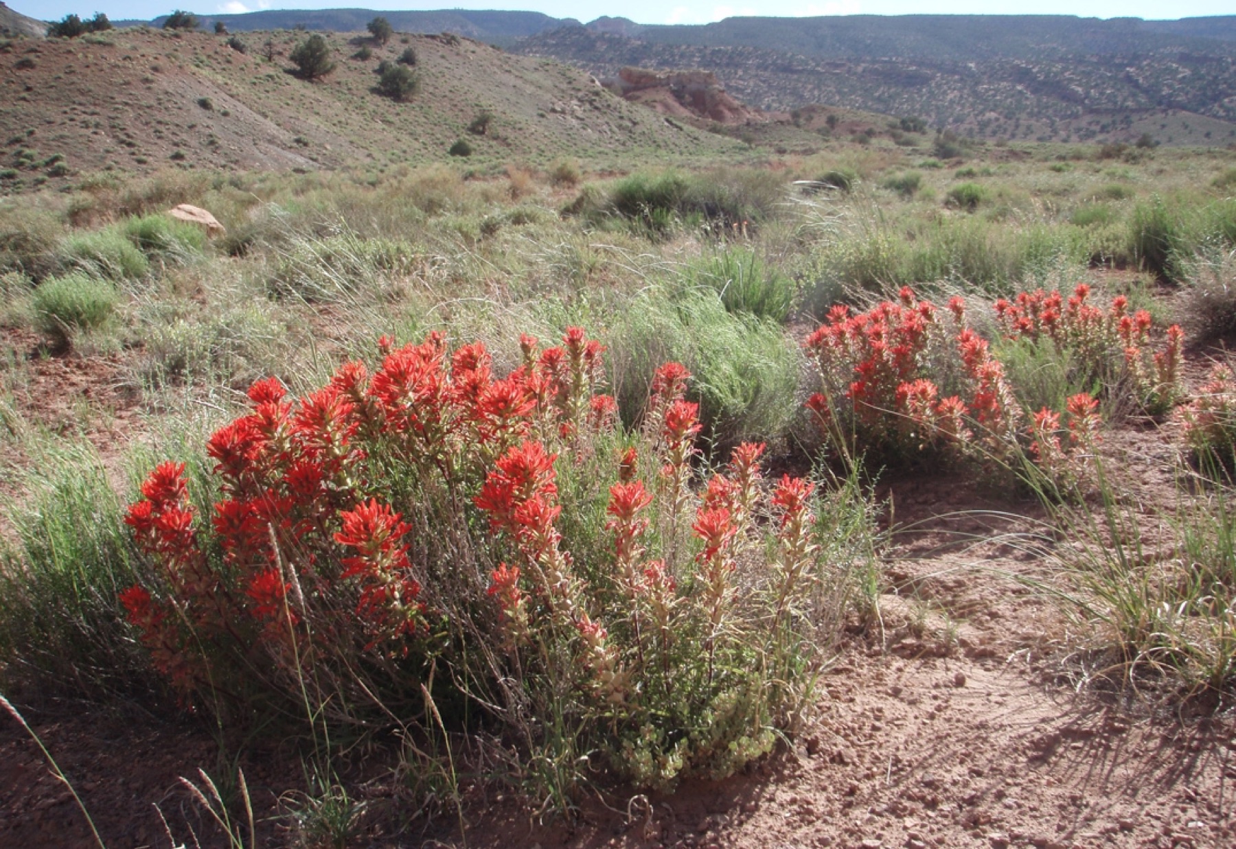 Desert Paintbrush — photo 15