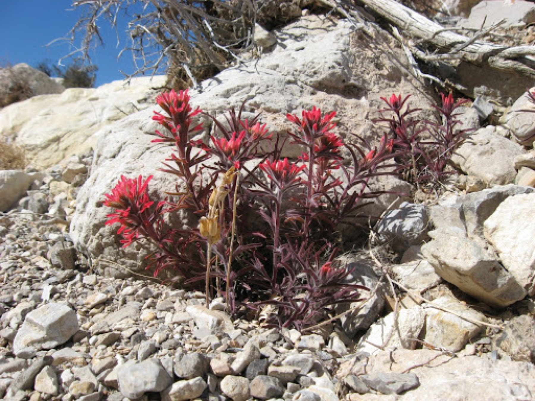 Desert Paintbrush — photo 16