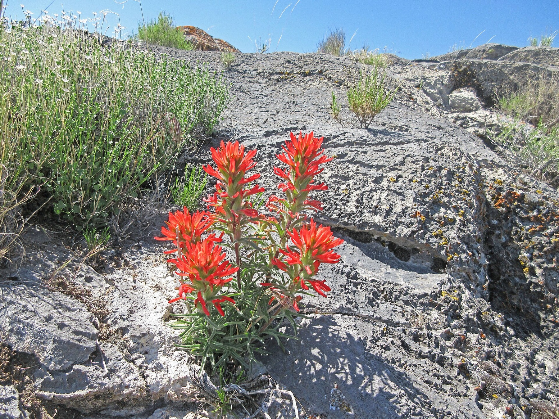Desert Paintbrush — photo 17