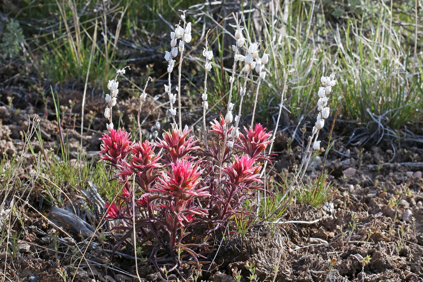 Desert Paintbrush — photo 18