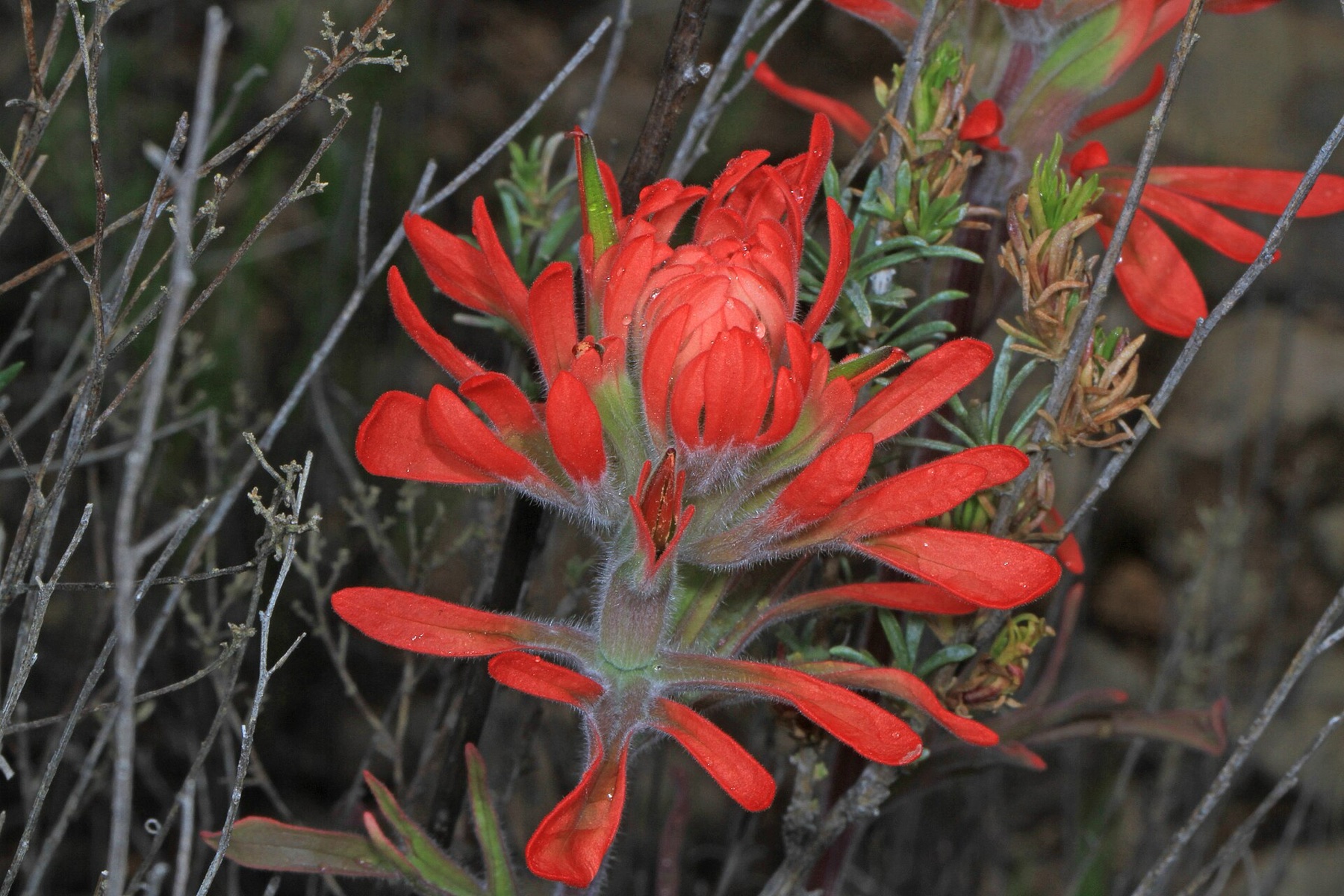Desert Paintbrush — photo 19