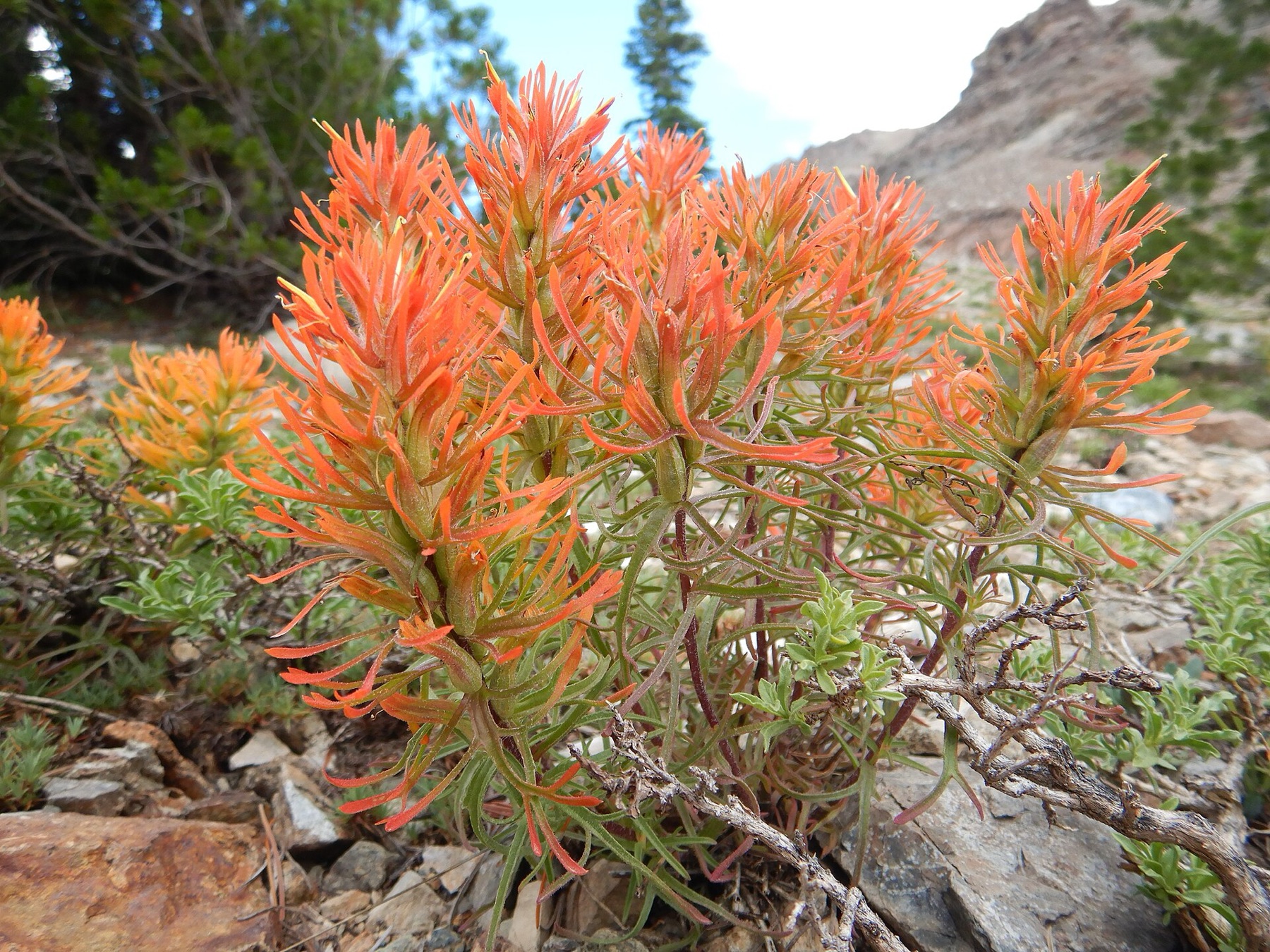 Desert Paintbrush — photo 20