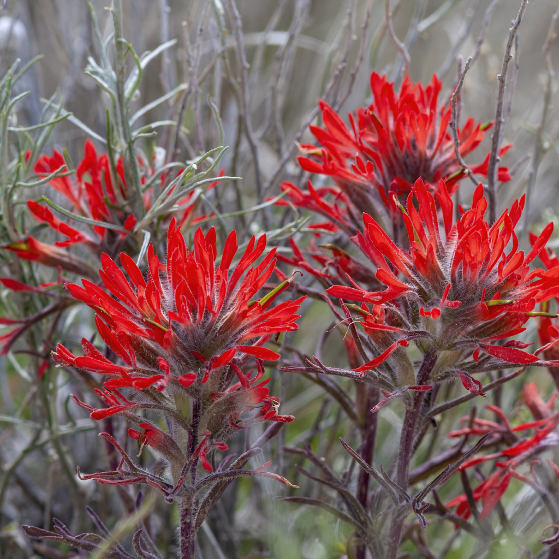 Desert Paintbrush — photo 21