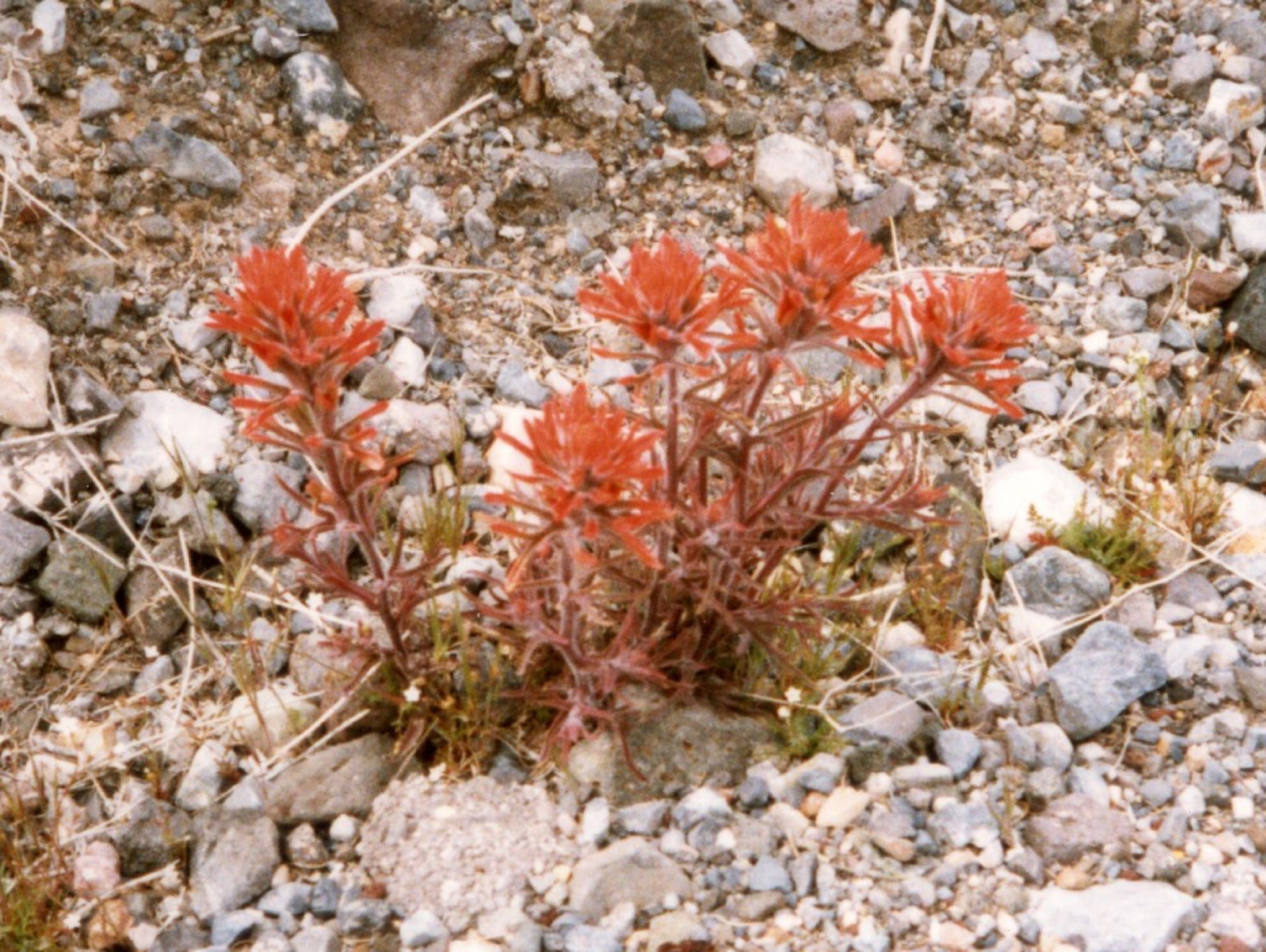 Desert Paintbrush — photo 22