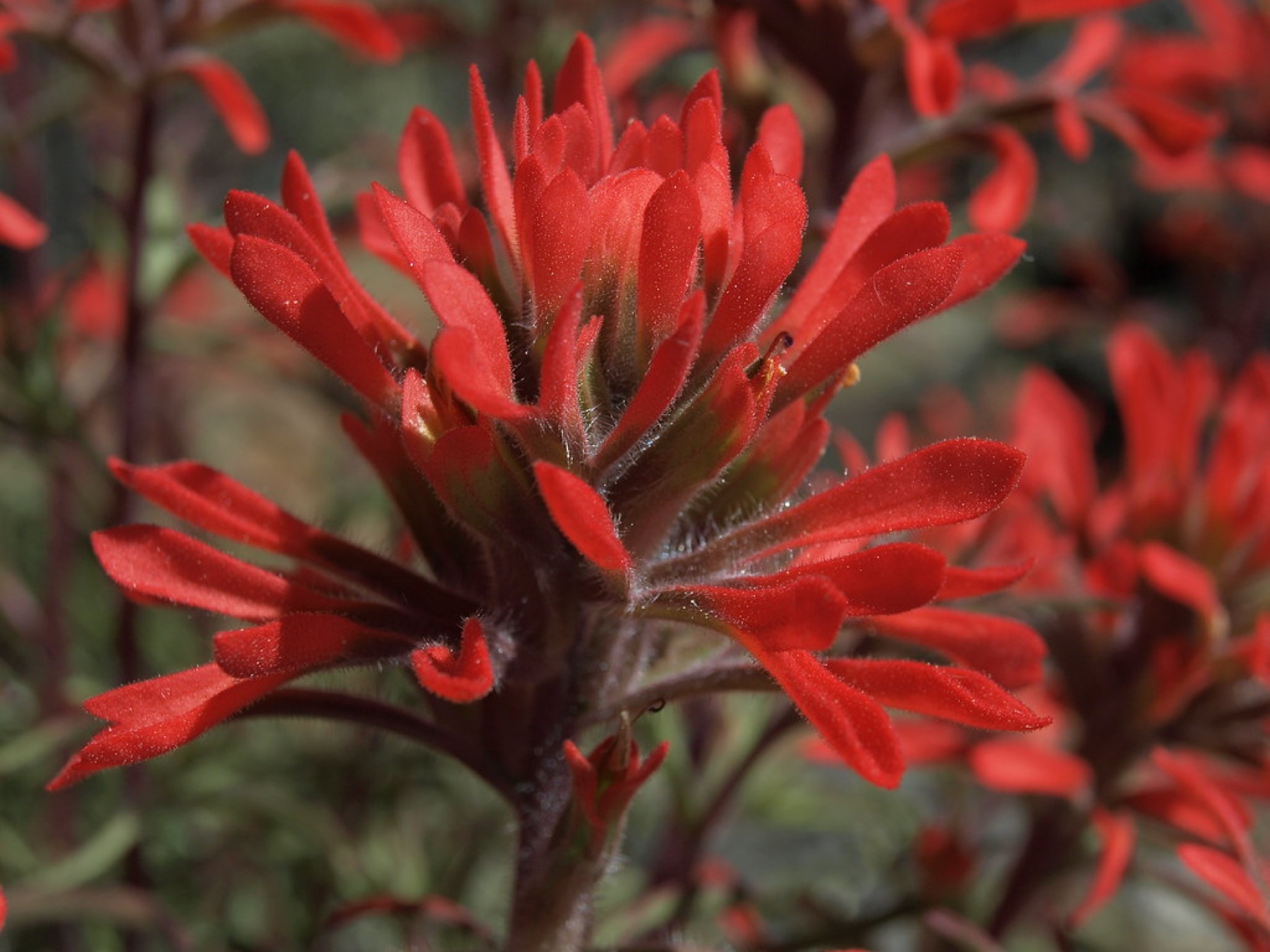 Desert Paintbrush — photo 23