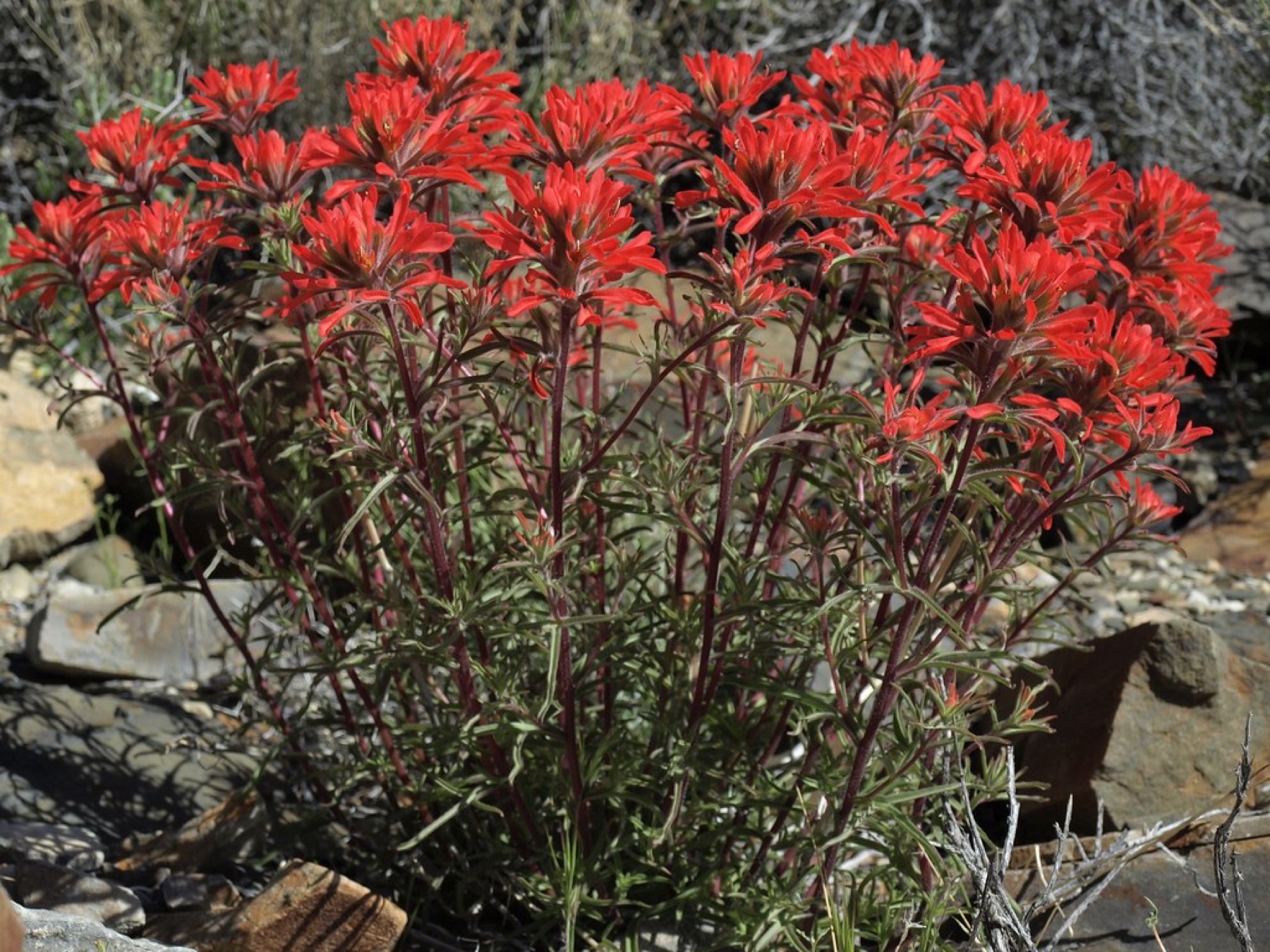 Desert Paintbrush — photo 24