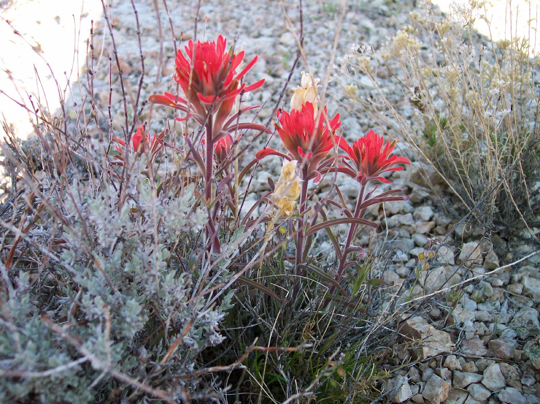 Desert Paintbrush