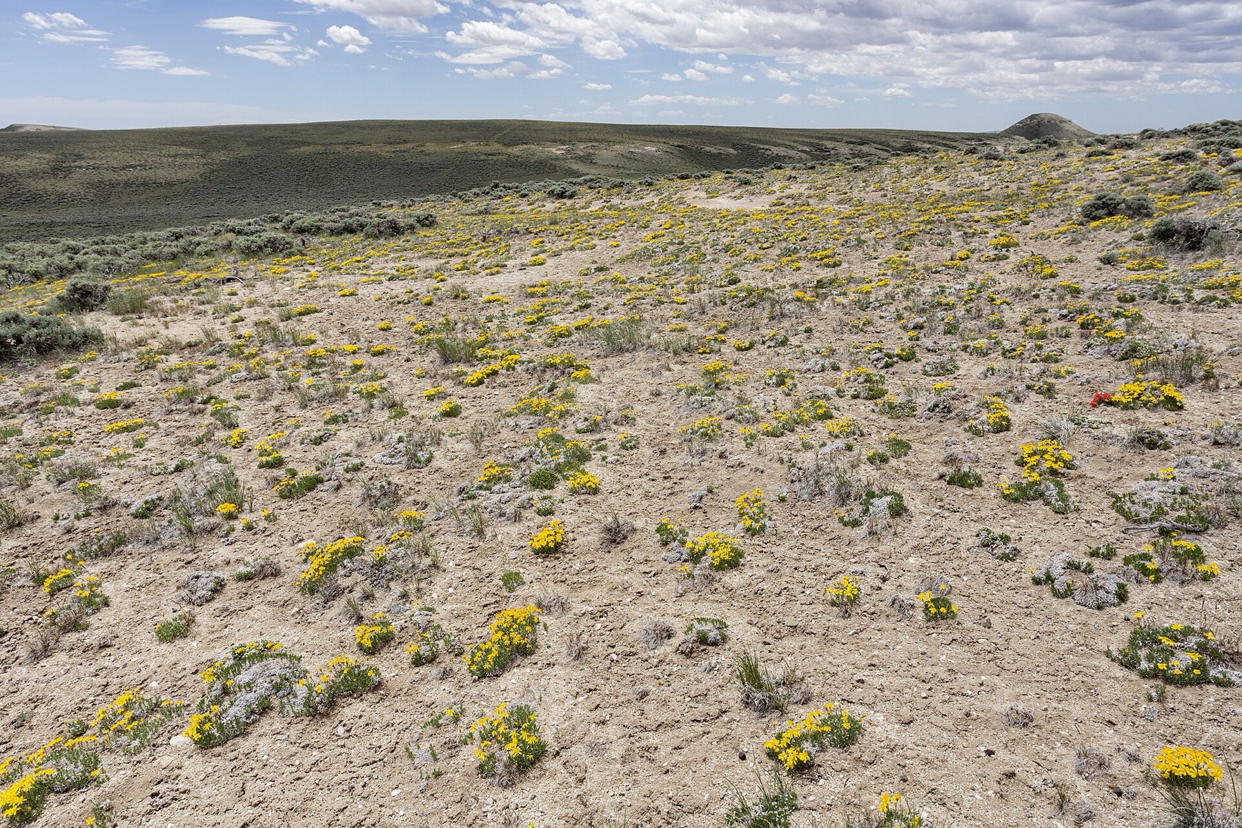 Desert Paintbrush — photo 2