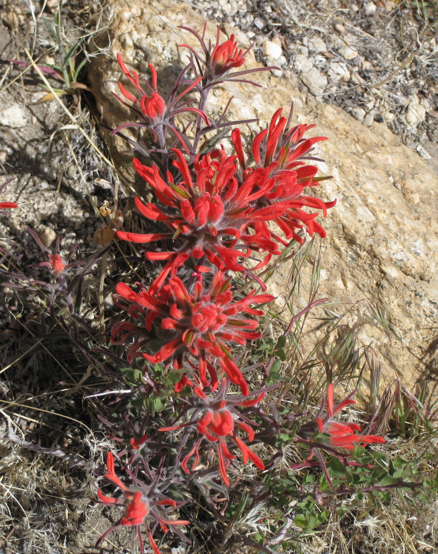 Desert Paintbrush — photo 3