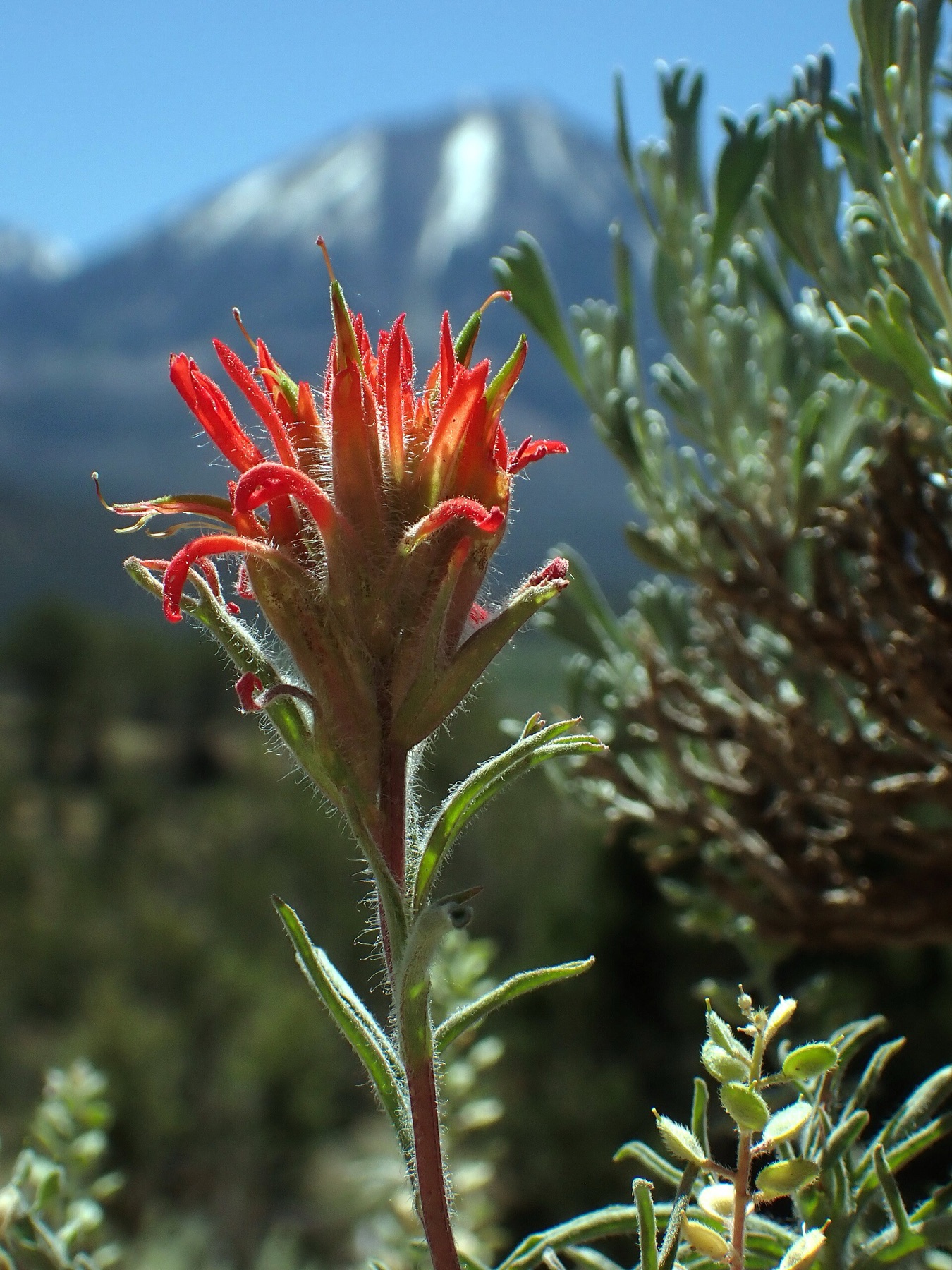 Desert Paintbrush — photo 4