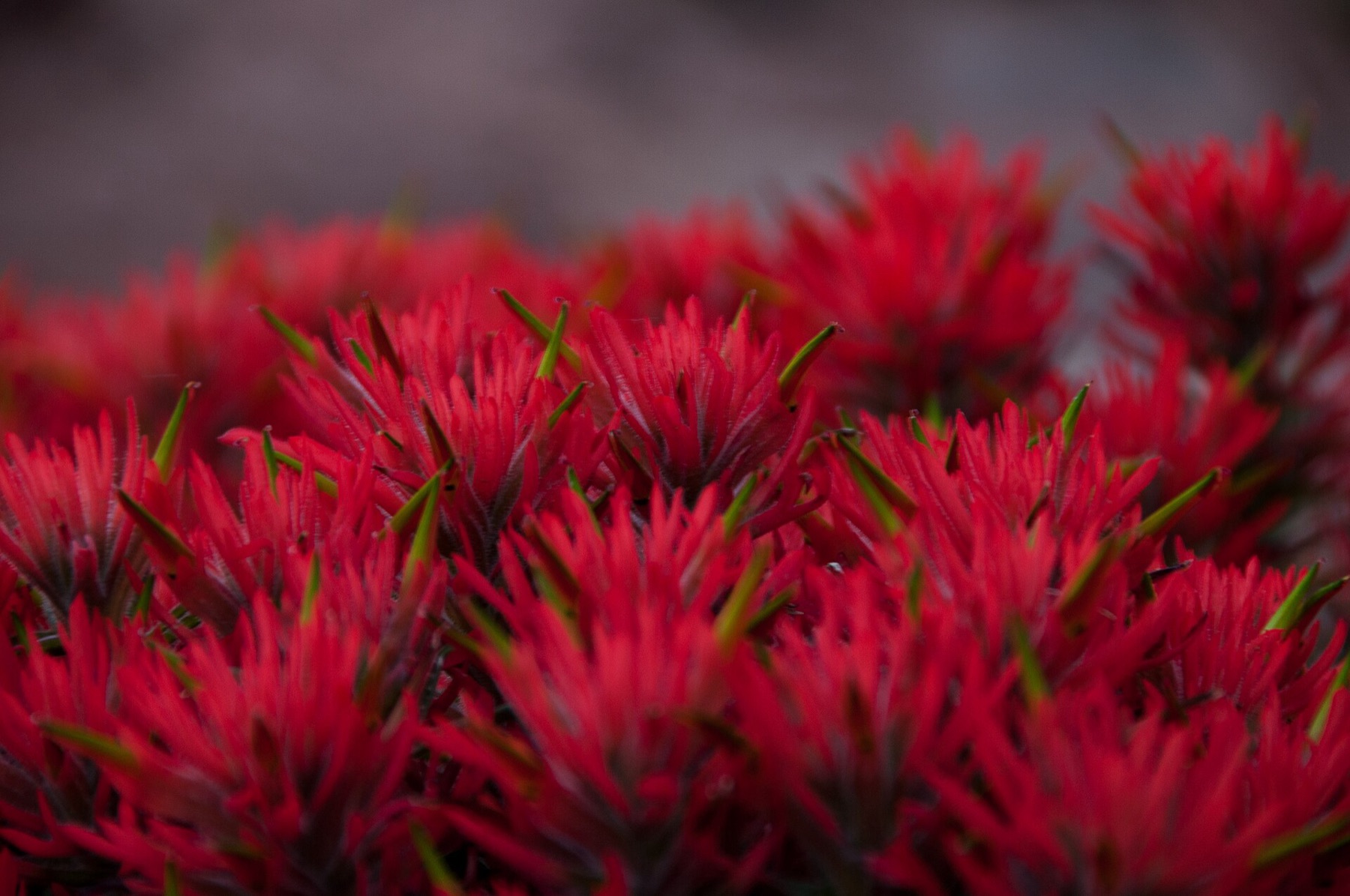 Desert Paintbrush — photo 5