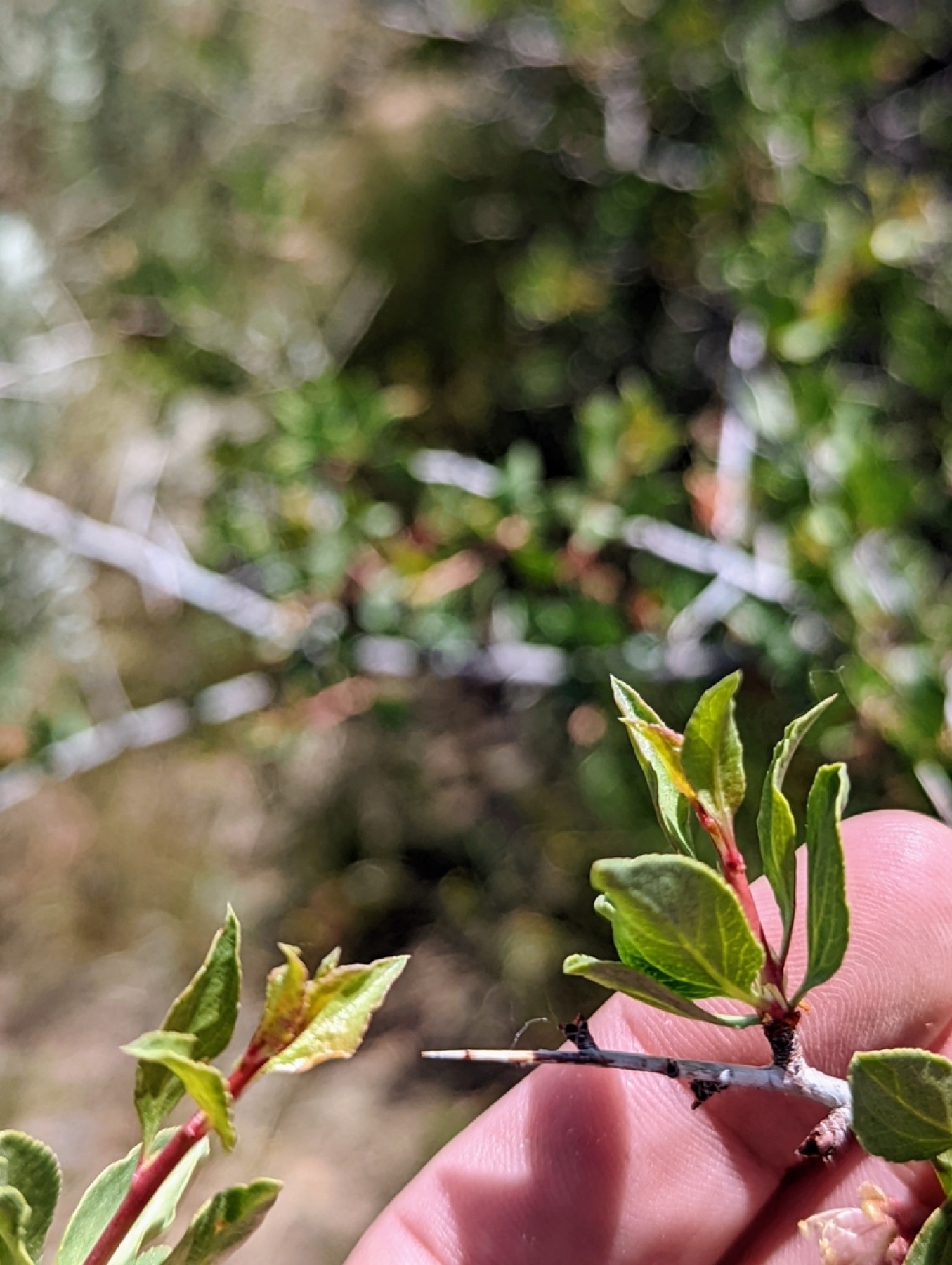 Desert Peach — photo 6