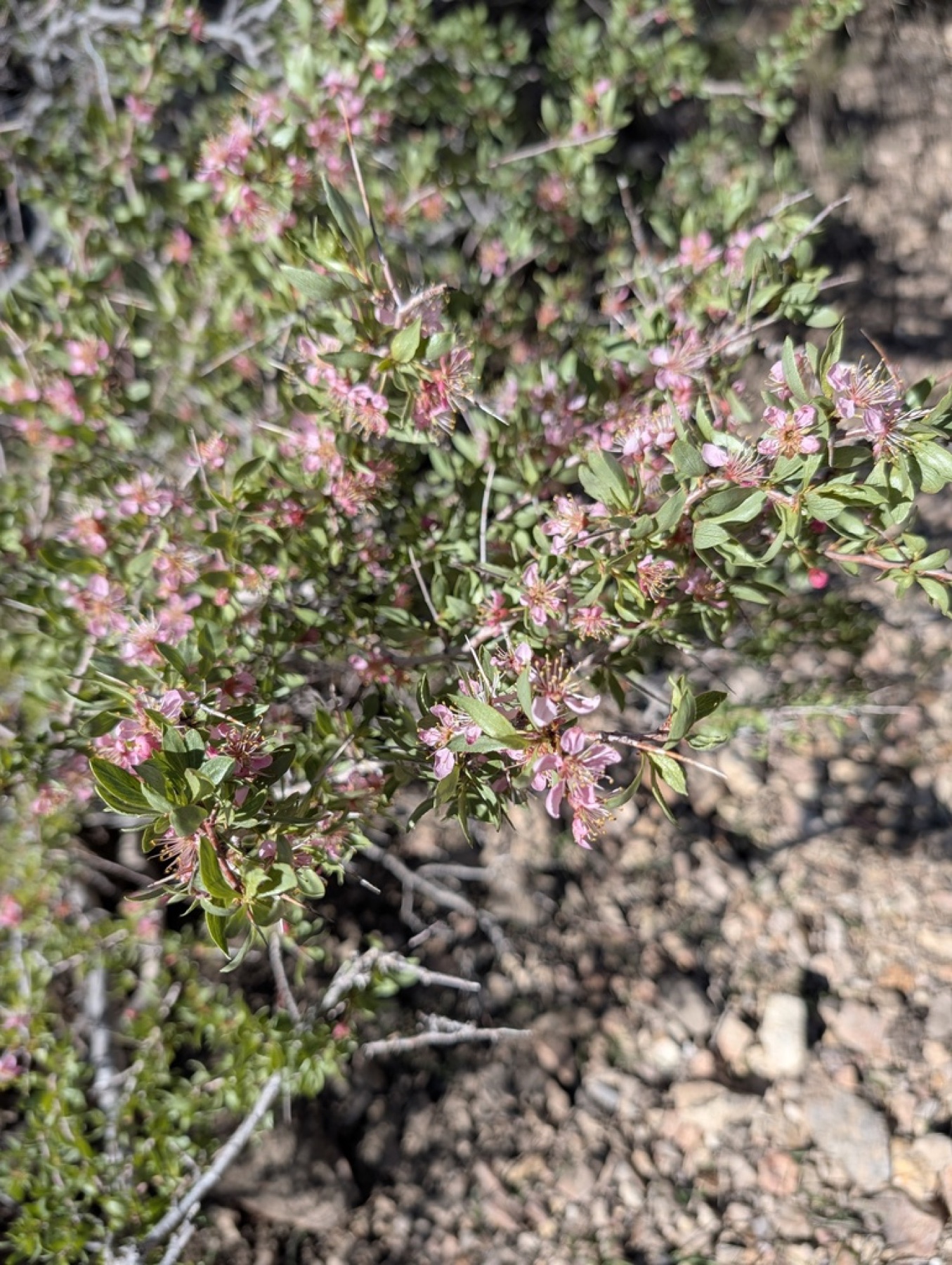 Desert Peach — photo 7