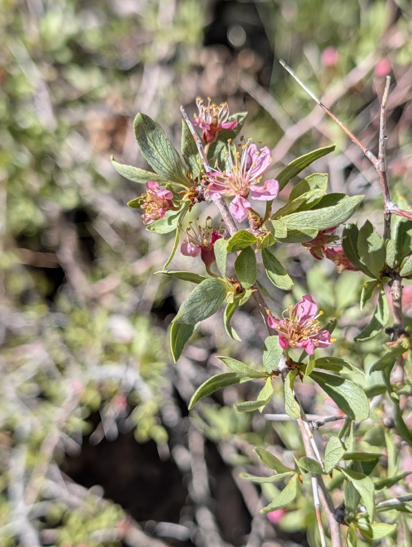 Desert Peach — photo 8