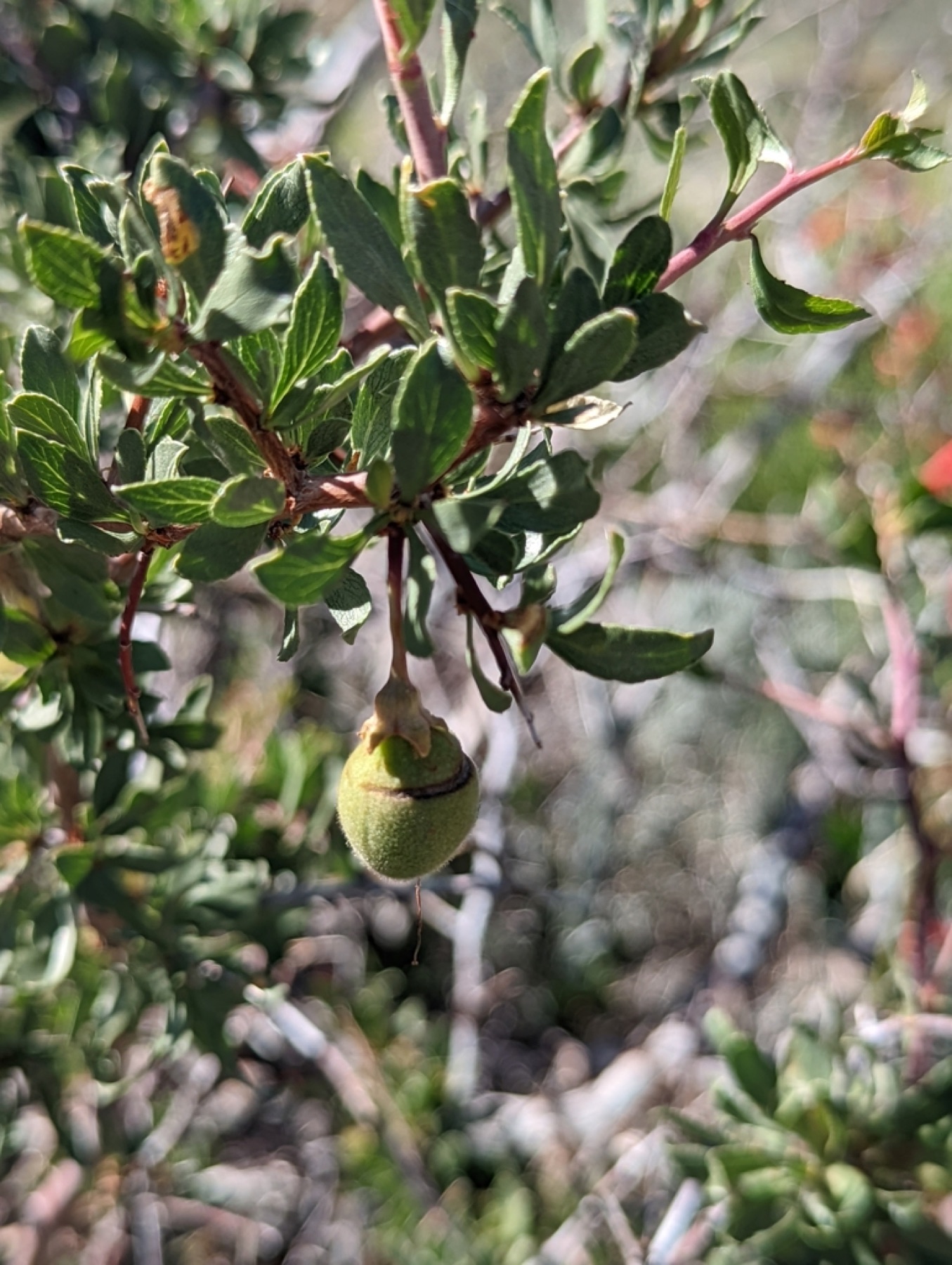 Desert Peach — photo 9