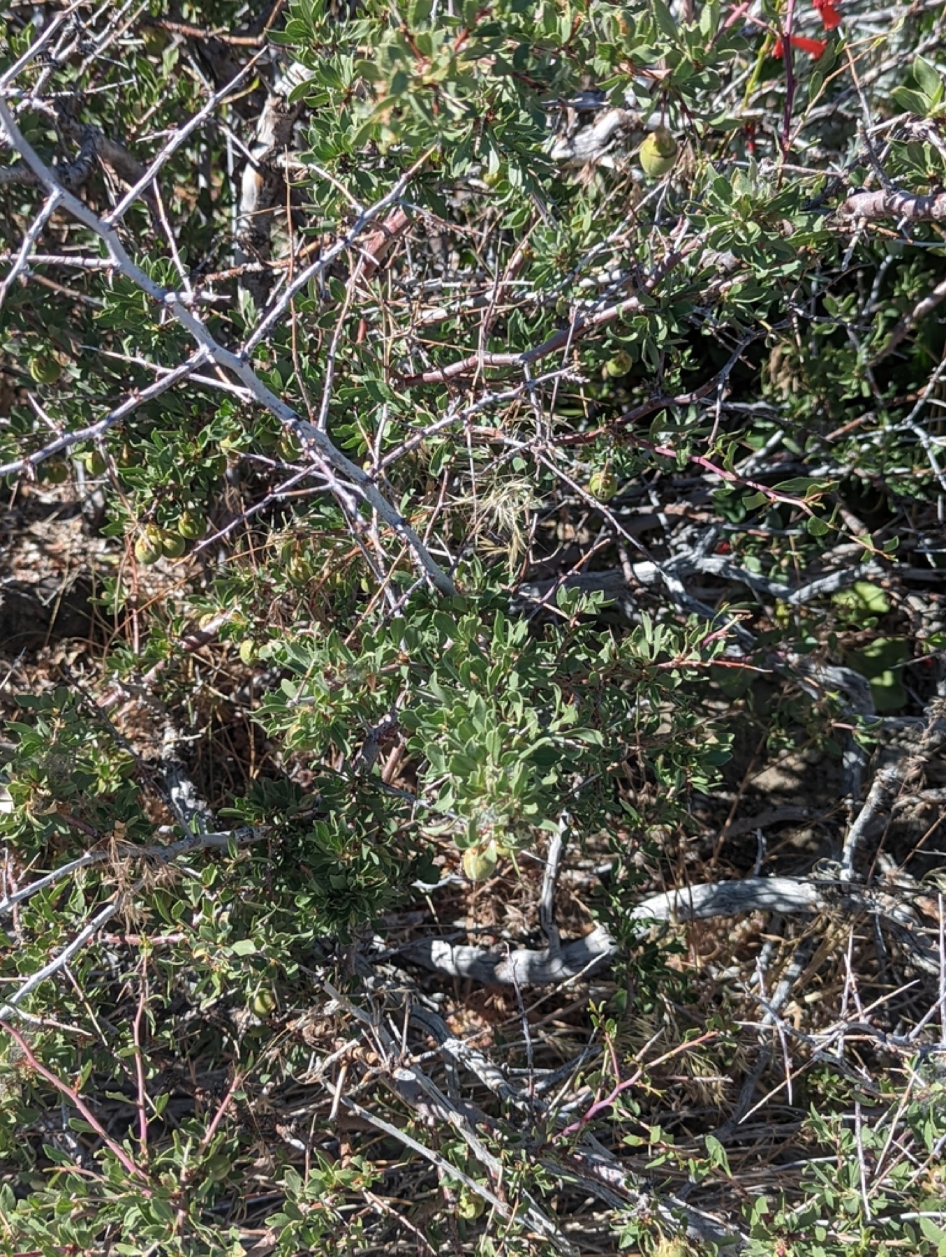 Desert Peach — photo 10