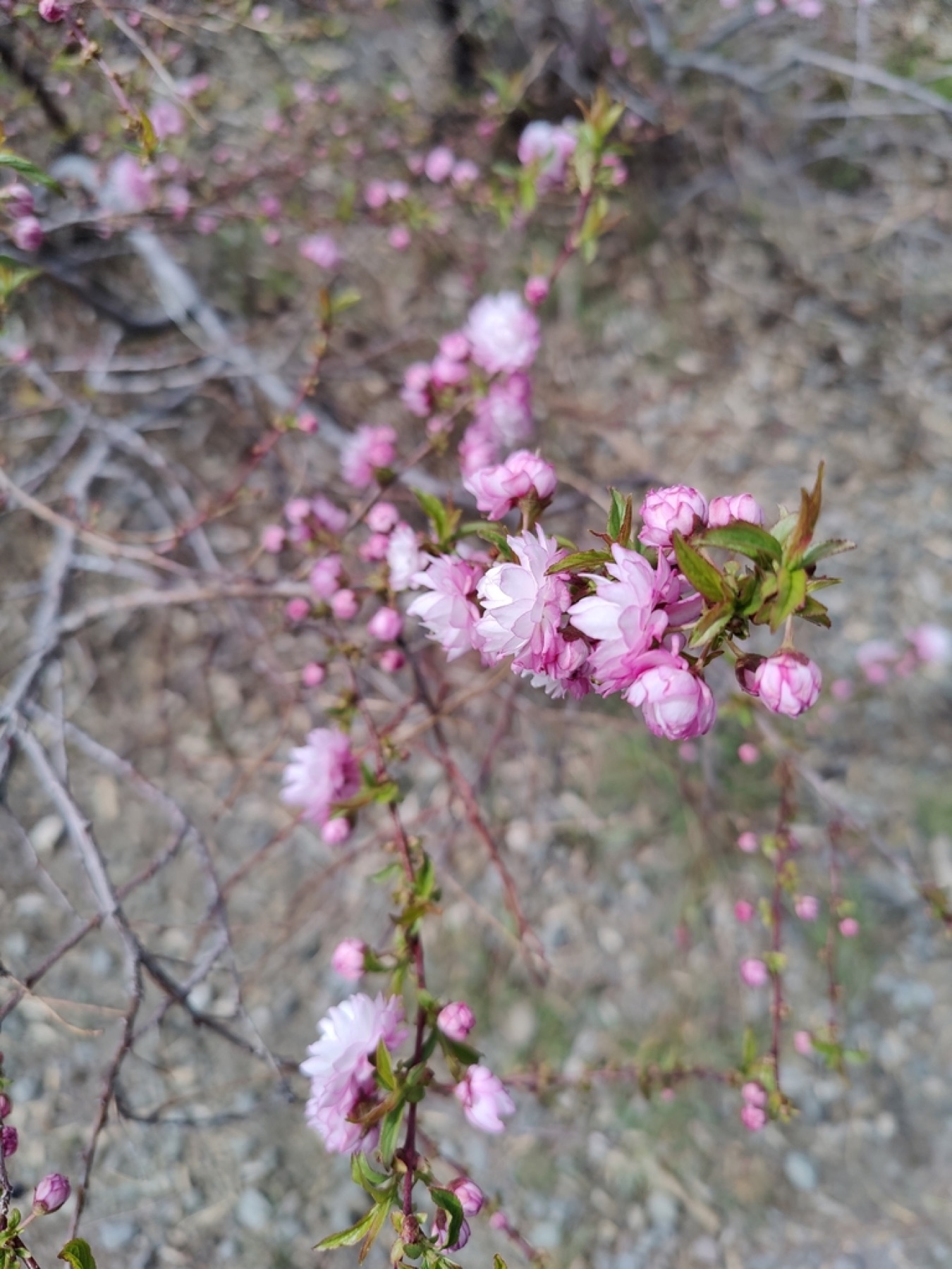 Desert Peach — photo 11
