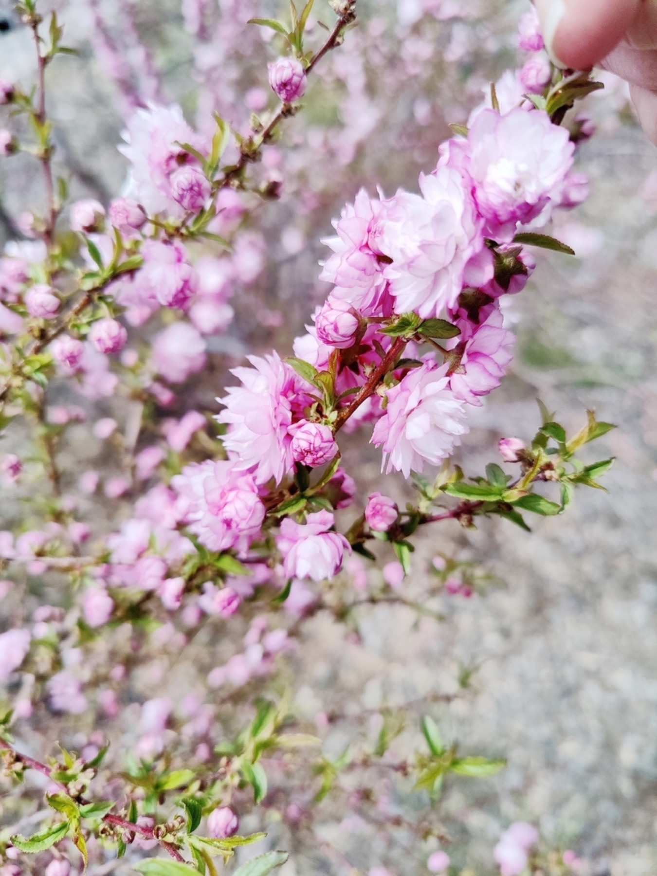 Desert Peach — photo 12
