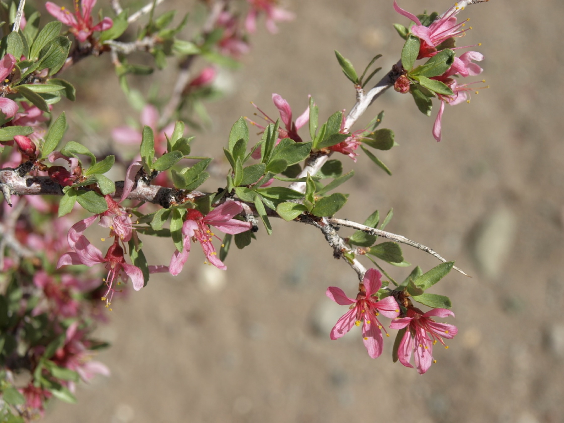 Desert Peach — photo 13